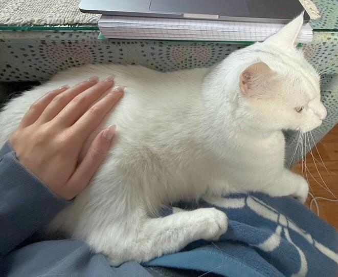 Enlarge Sake', a Adoptable mixed breed in Melrose, MA image 3/5