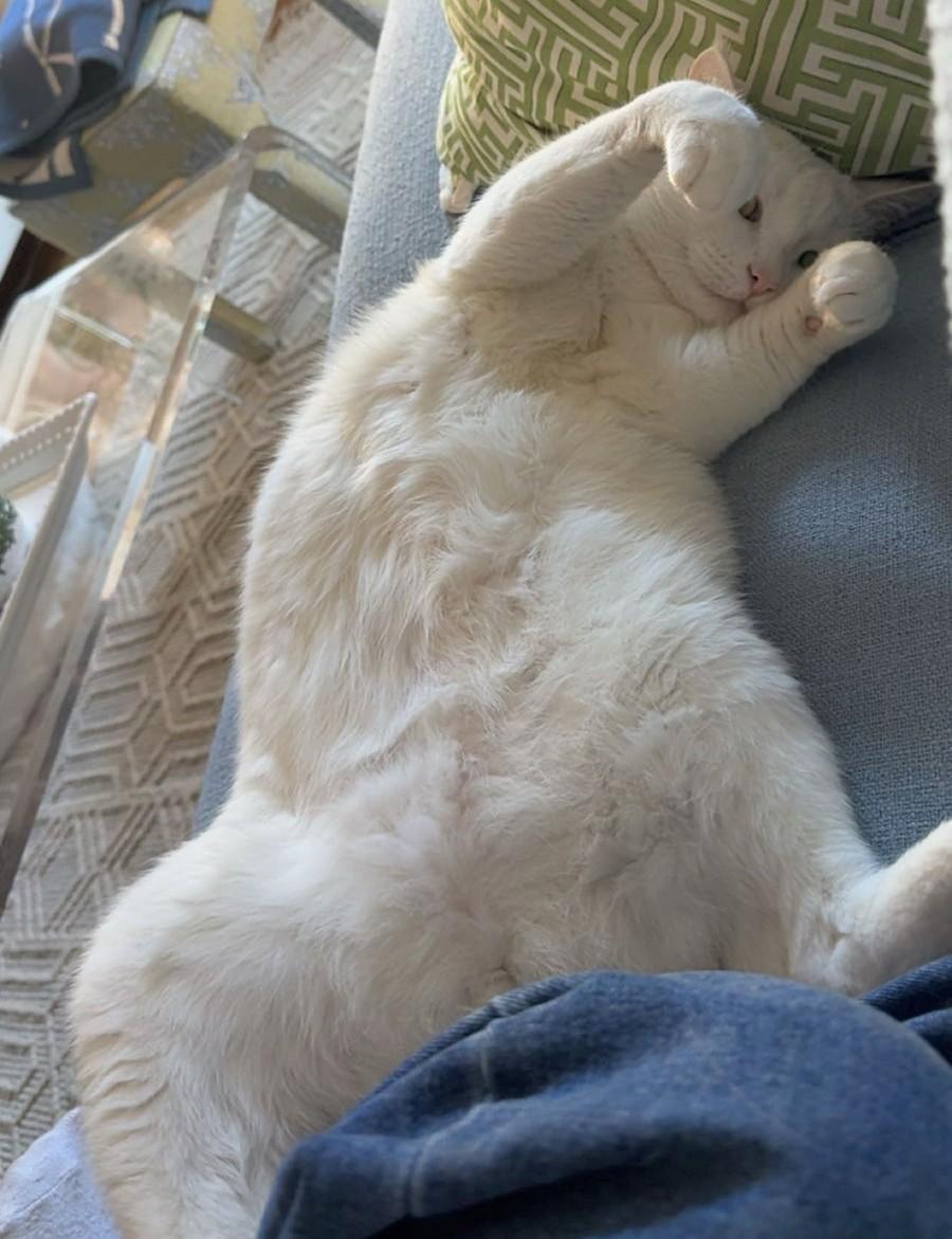 Enlarge Sake', a Adoptable mixed breed in Melrose, MA image 4/5