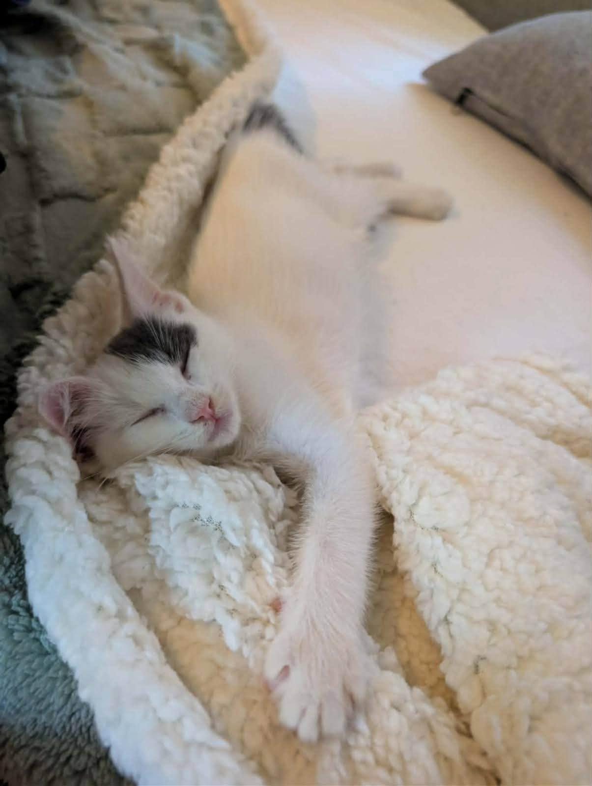 Ivy, Adoptable, Young Female Domestic Short Hair.