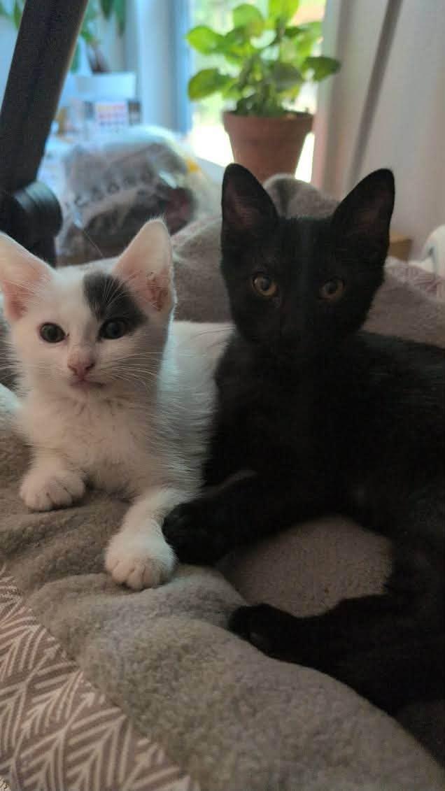 Enlarge Ivy, a Adoptable Domestic Short Hair in Flint, TX image 2/4