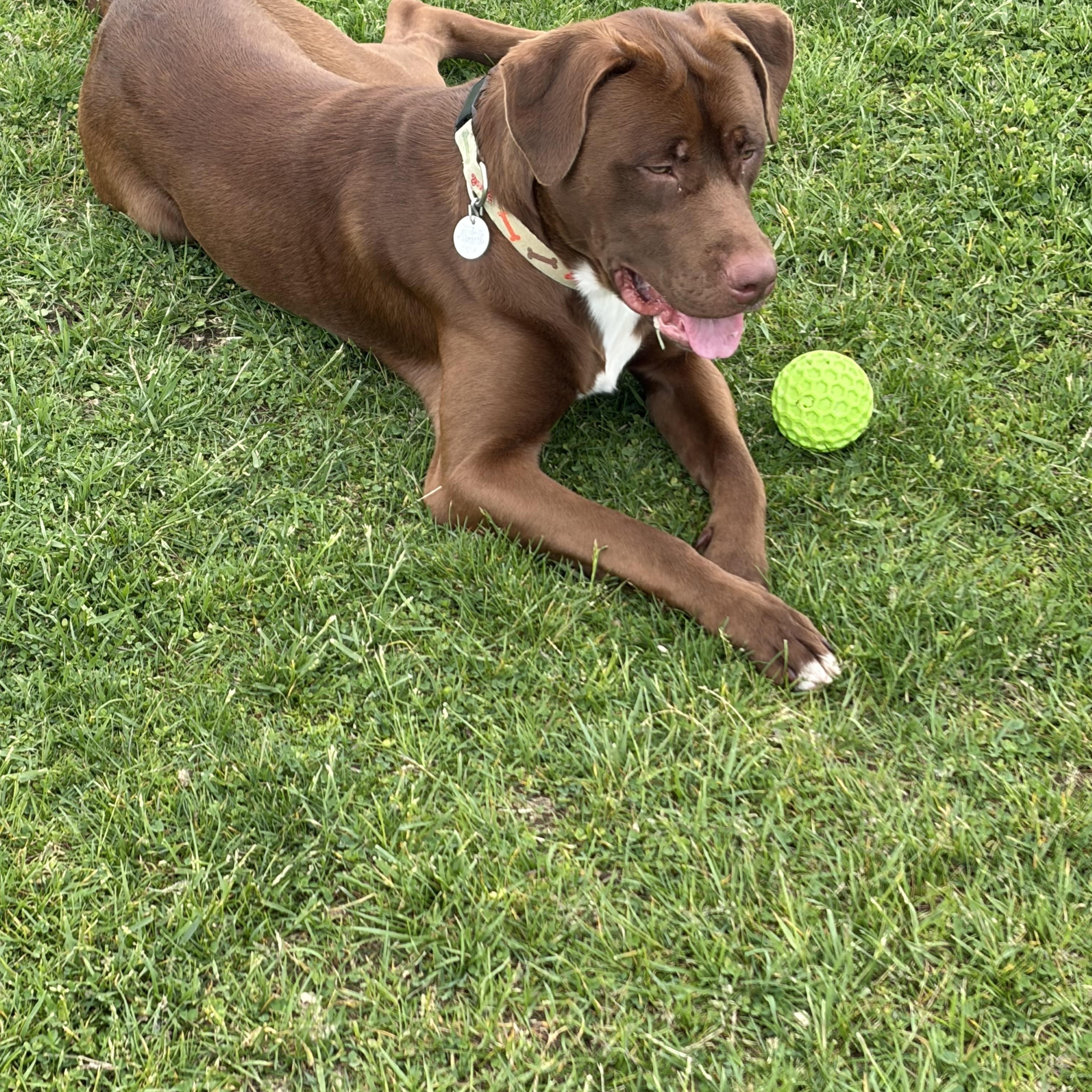 Enlarge Benji, an adoption pending mixed breed in Warrington, PA image 3/6