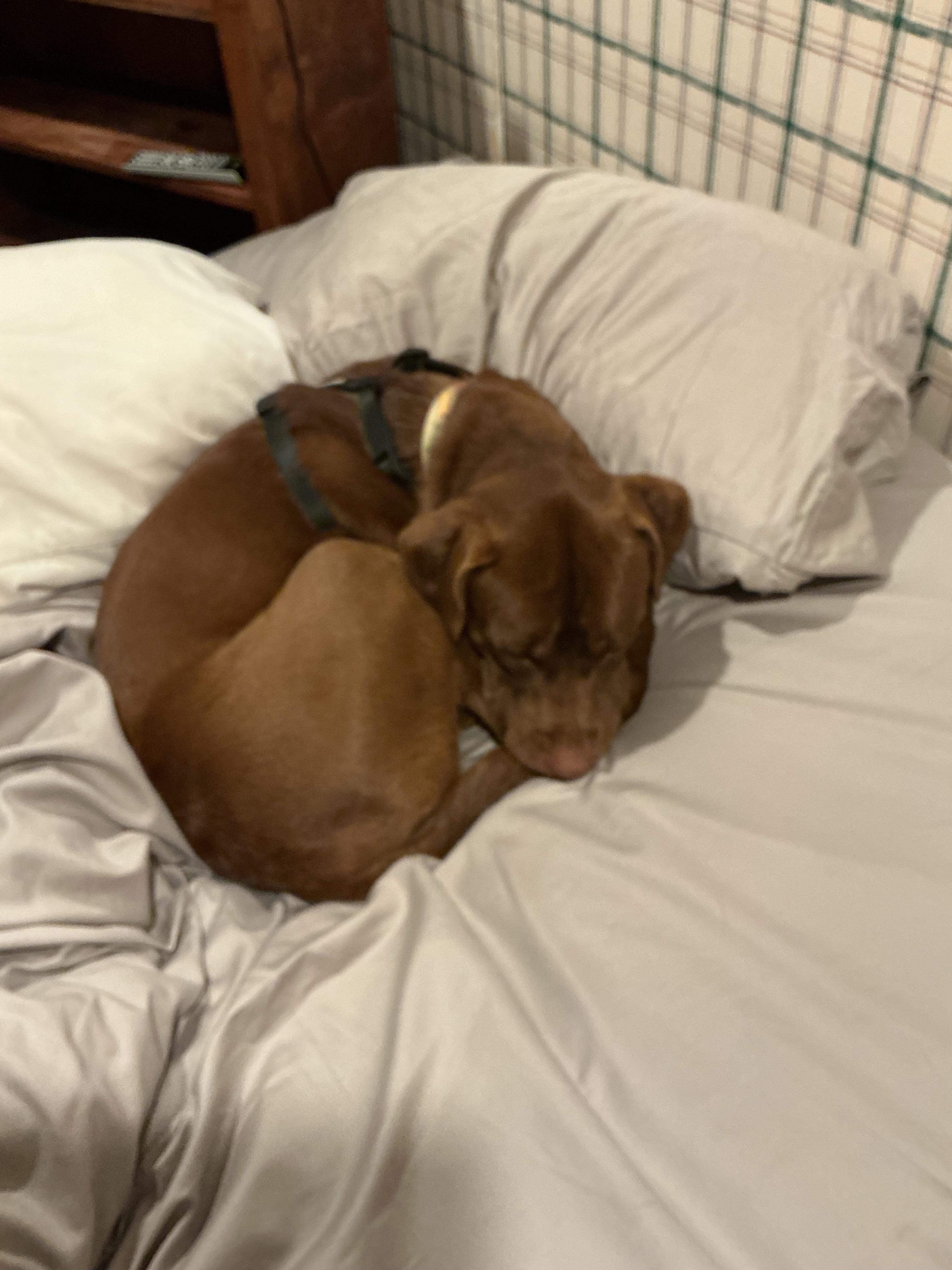 Enlarge Benji, an adoption pending mixed breed in Warrington, PA image 2/6