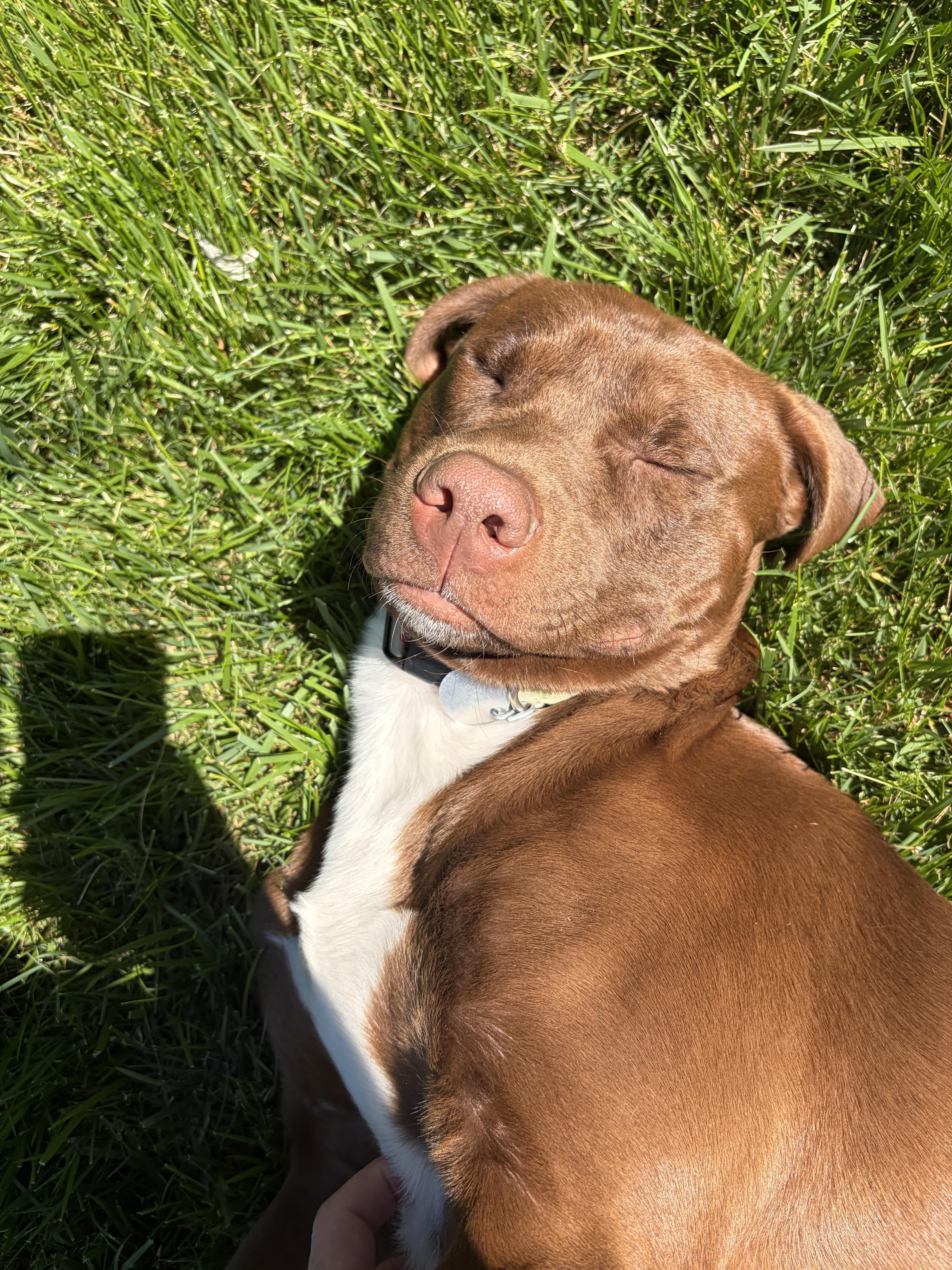 Enlarge Benji, an adoption pending mixed breed in Warrington, PA image 6/6