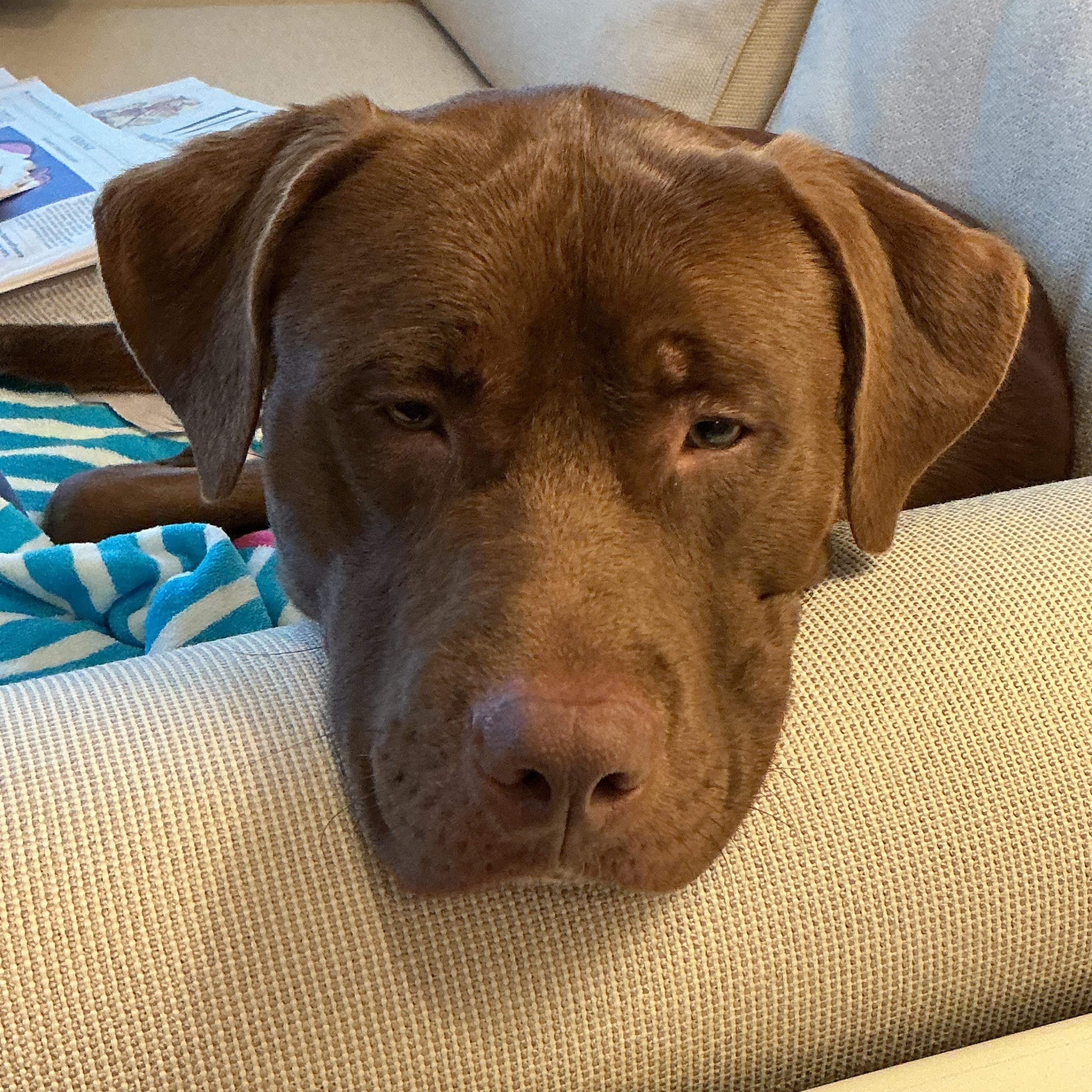 Enlarge Benji, an adoption pending mixed breed in Warrington, PA image 1/6