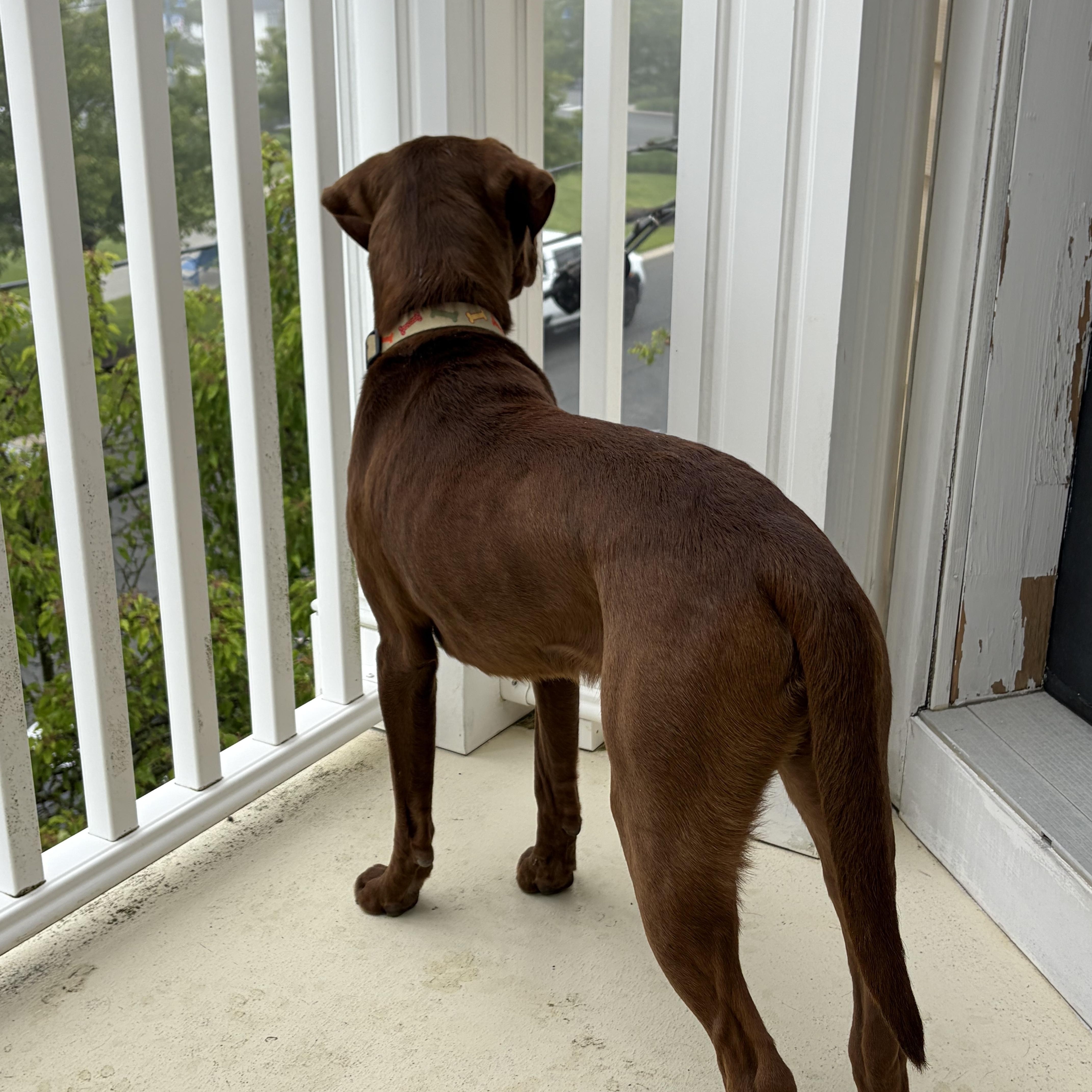 Enlarge Benji, an adoption pending mixed breed in Warrington, PA image 4/6