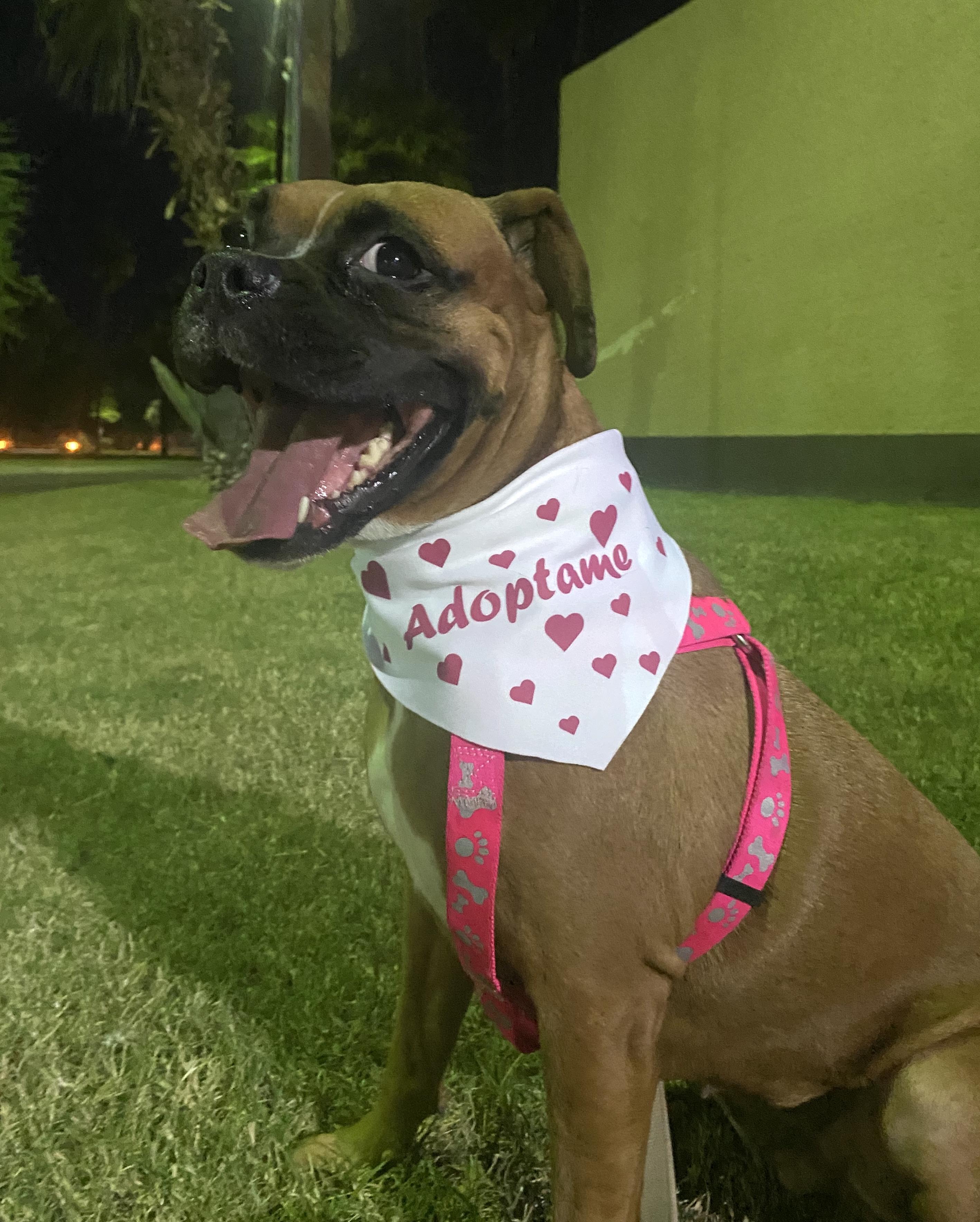 Lisi (3), Adoptable, Adult Female Boxer.