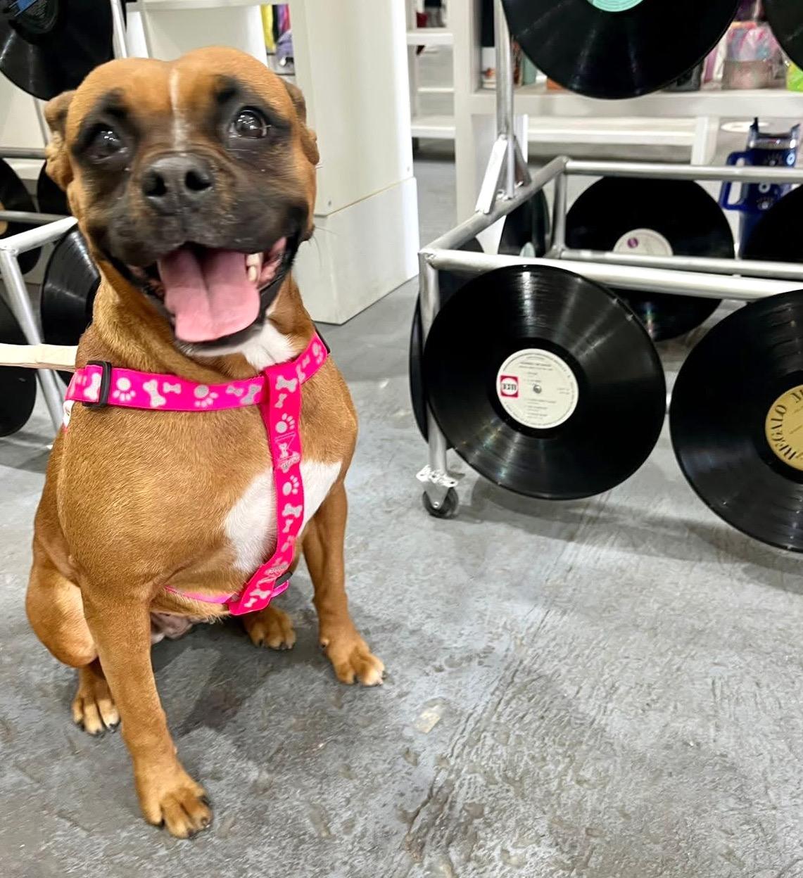 Lisi (3), Adult Female Boxer
