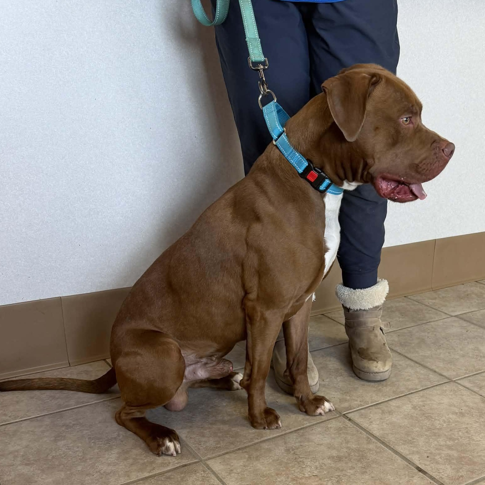Colby, a ADOPTABLE mixed breed in Waterloo, IA image 5/5