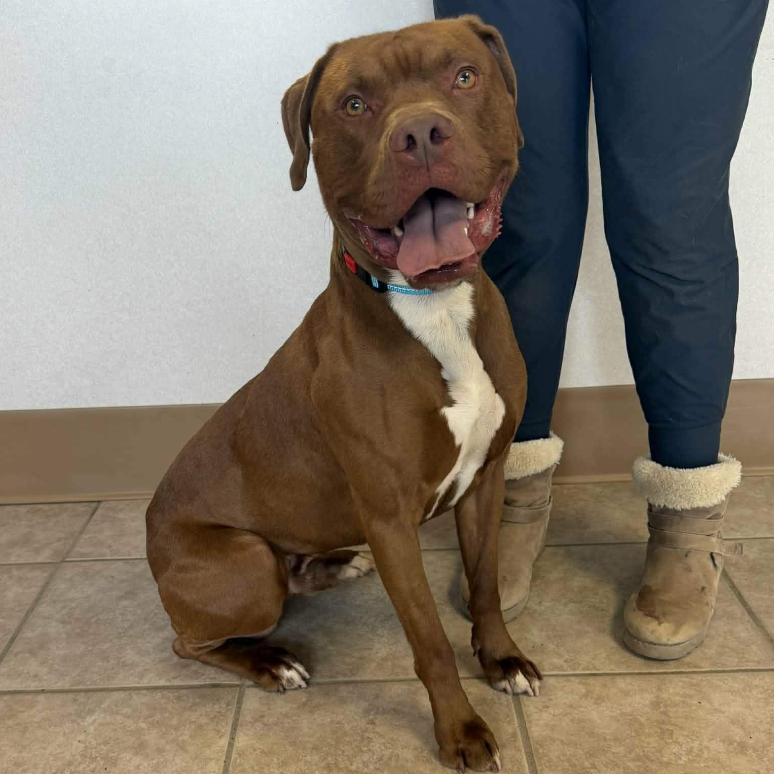 Colby, ADOPTABLE, Adult Male American Bully.