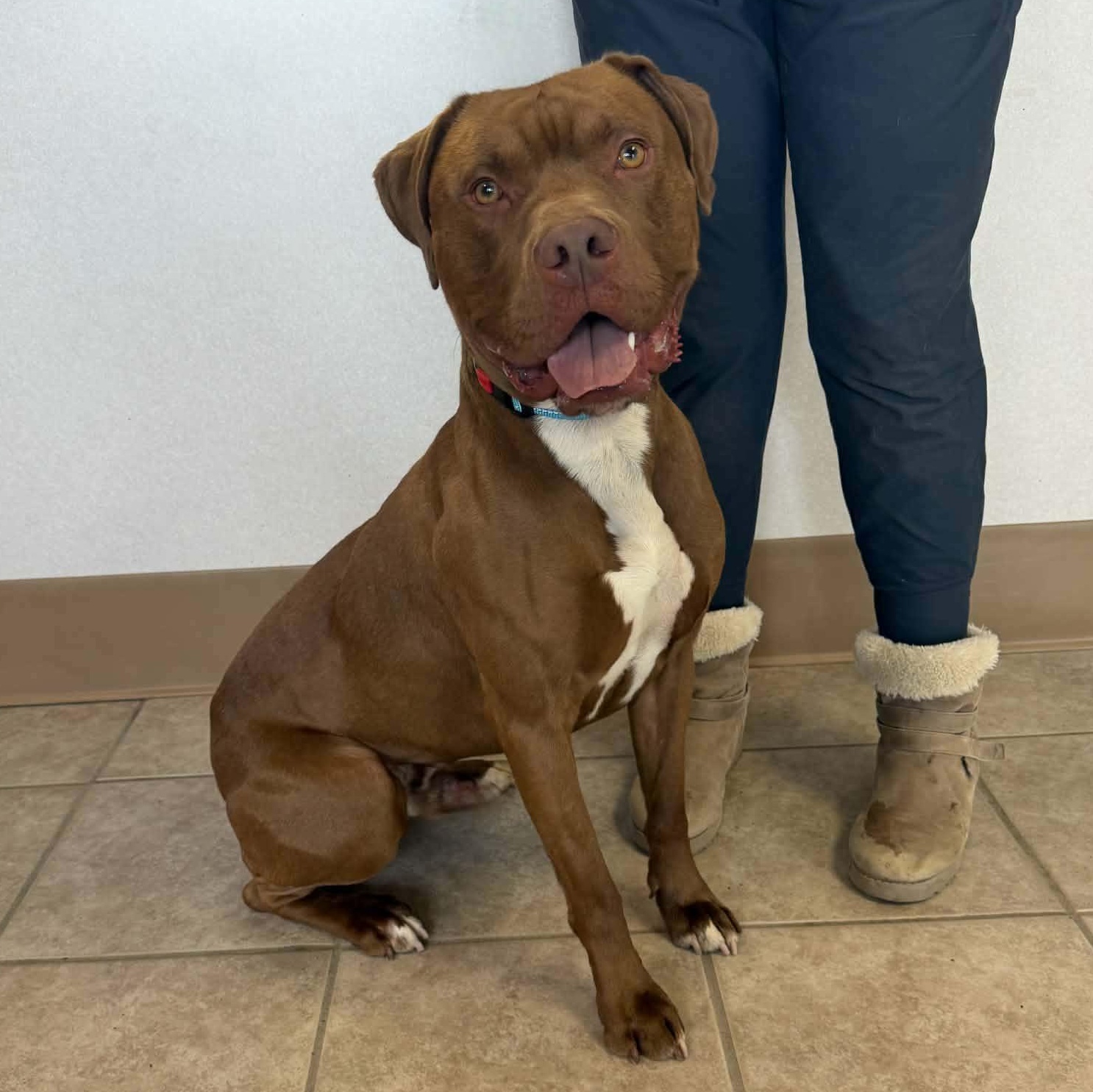 Colby, a ADOPTABLE mixed breed in Waterloo, IA image 2/5