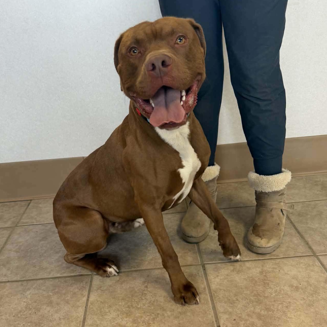 Colby, a ADOPTABLE mixed breed in Waterloo, IA image 3/5