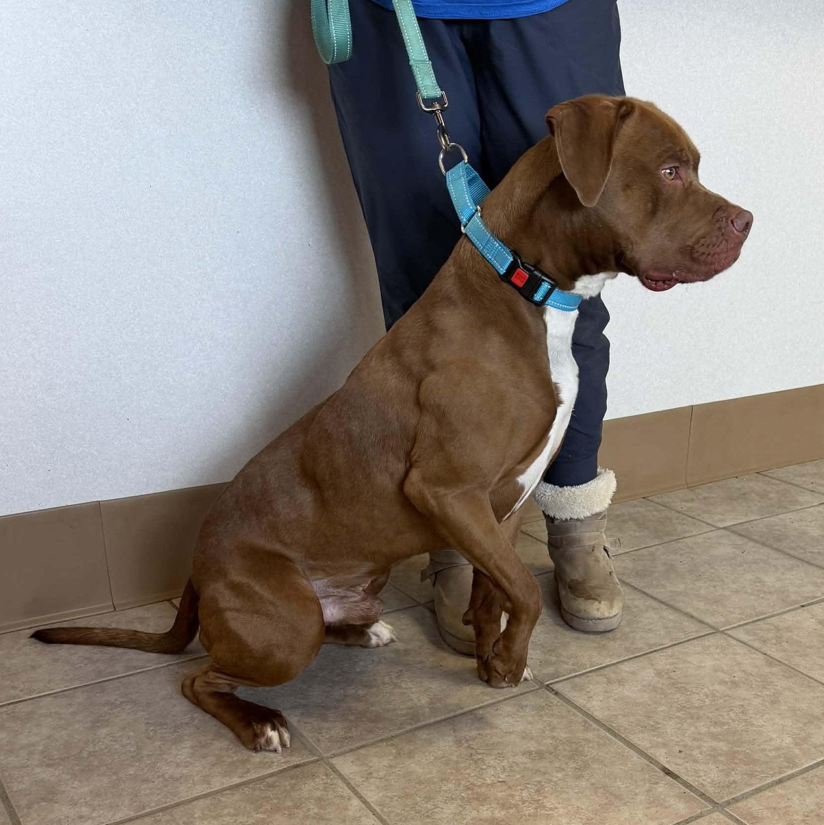 Colby, a ADOPTABLE mixed breed in Waterloo, IA image 4/5
