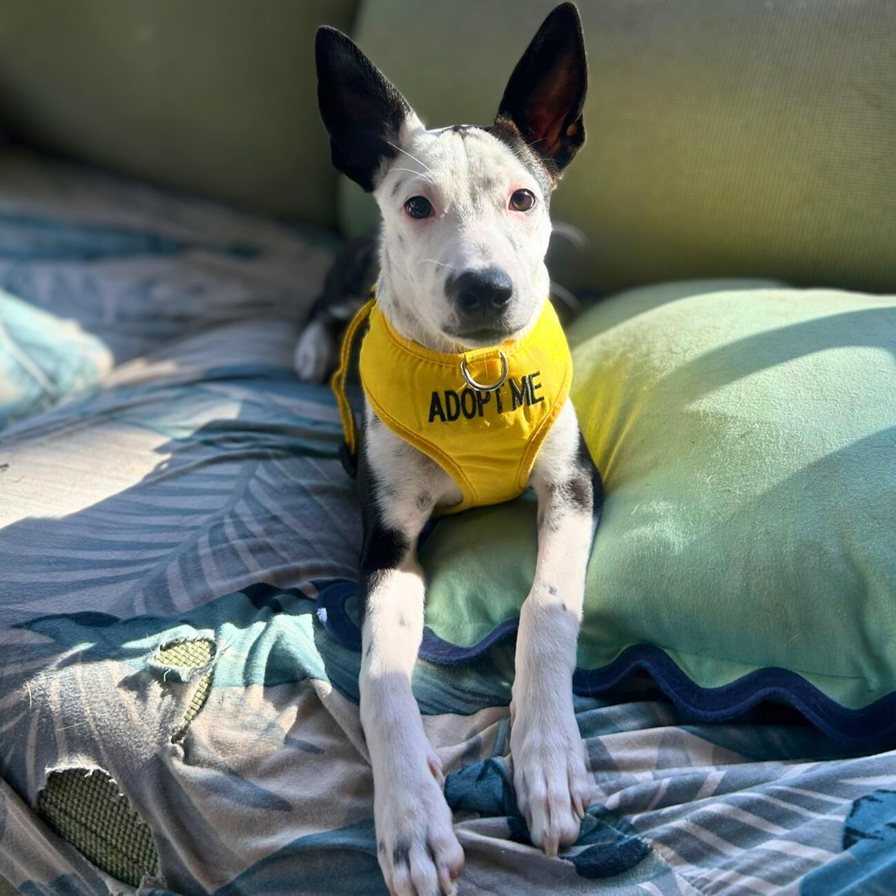 Enlarge Cali, a Adoptable mixed breed in Annapolis, MD image 4/4