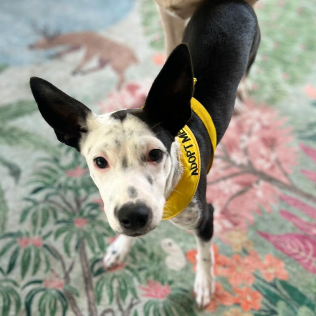 Enlarge Cali, a Adoptable mixed breed in Annapolis, MD image 2/4