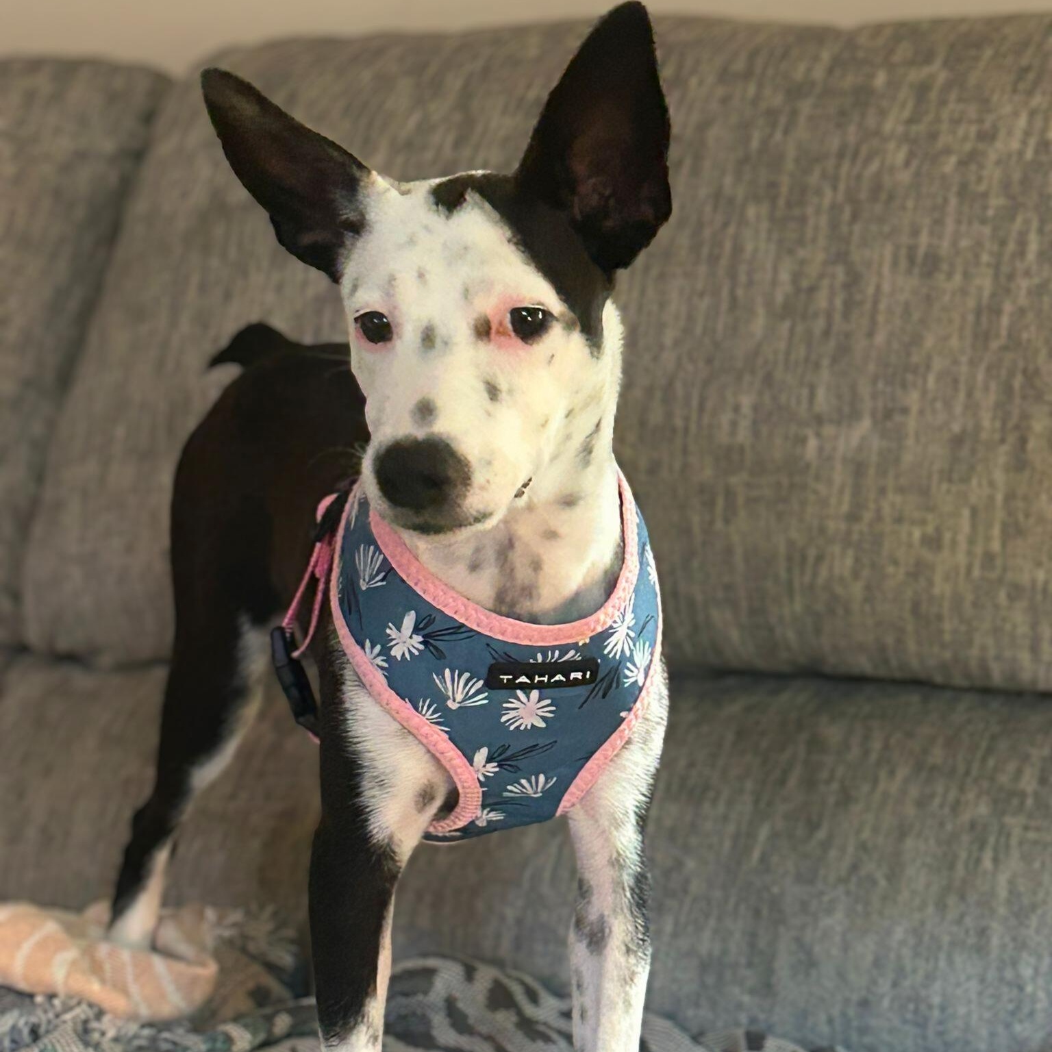 Enlarge Cali, a Adoptable mixed breed in Annapolis, MD image 1/4