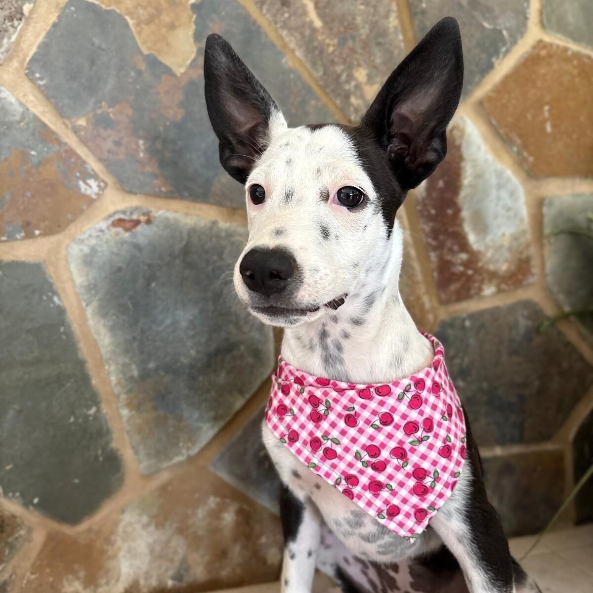 Enlarge Cali, a Adoptable mixed breed in Annapolis, MD image 3/4