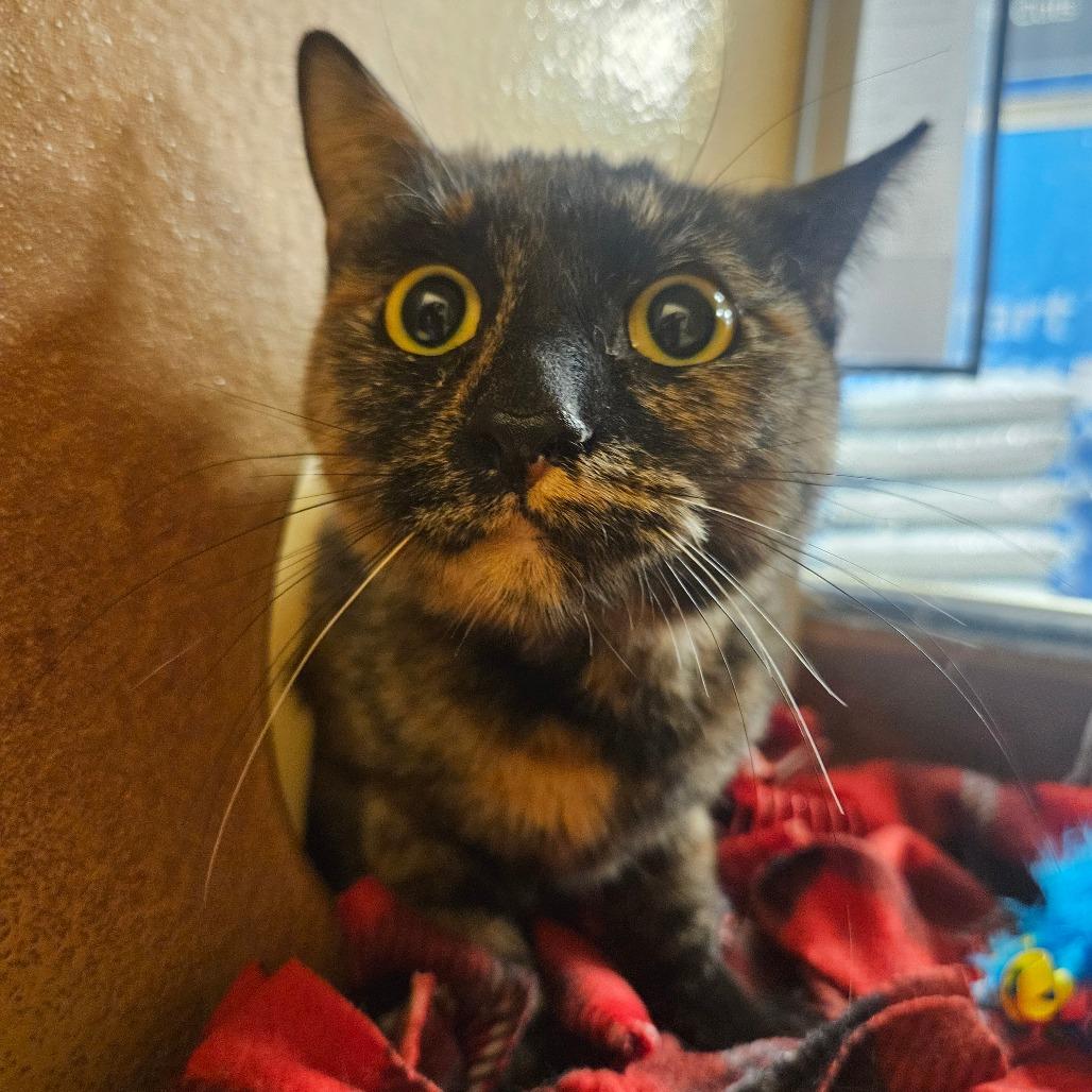 Enlarge Mittens, a Adoptable Domestic Short Hair in Grantsville, UT image 1/1