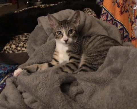 Enlarge Bambi, a Adopted Domestic Short Hair in Lantana, FL image 1/6