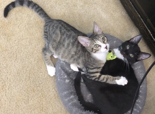 Enlarge Bambi, a Adopted Domestic Short Hair in Lantana, FL image 3/6