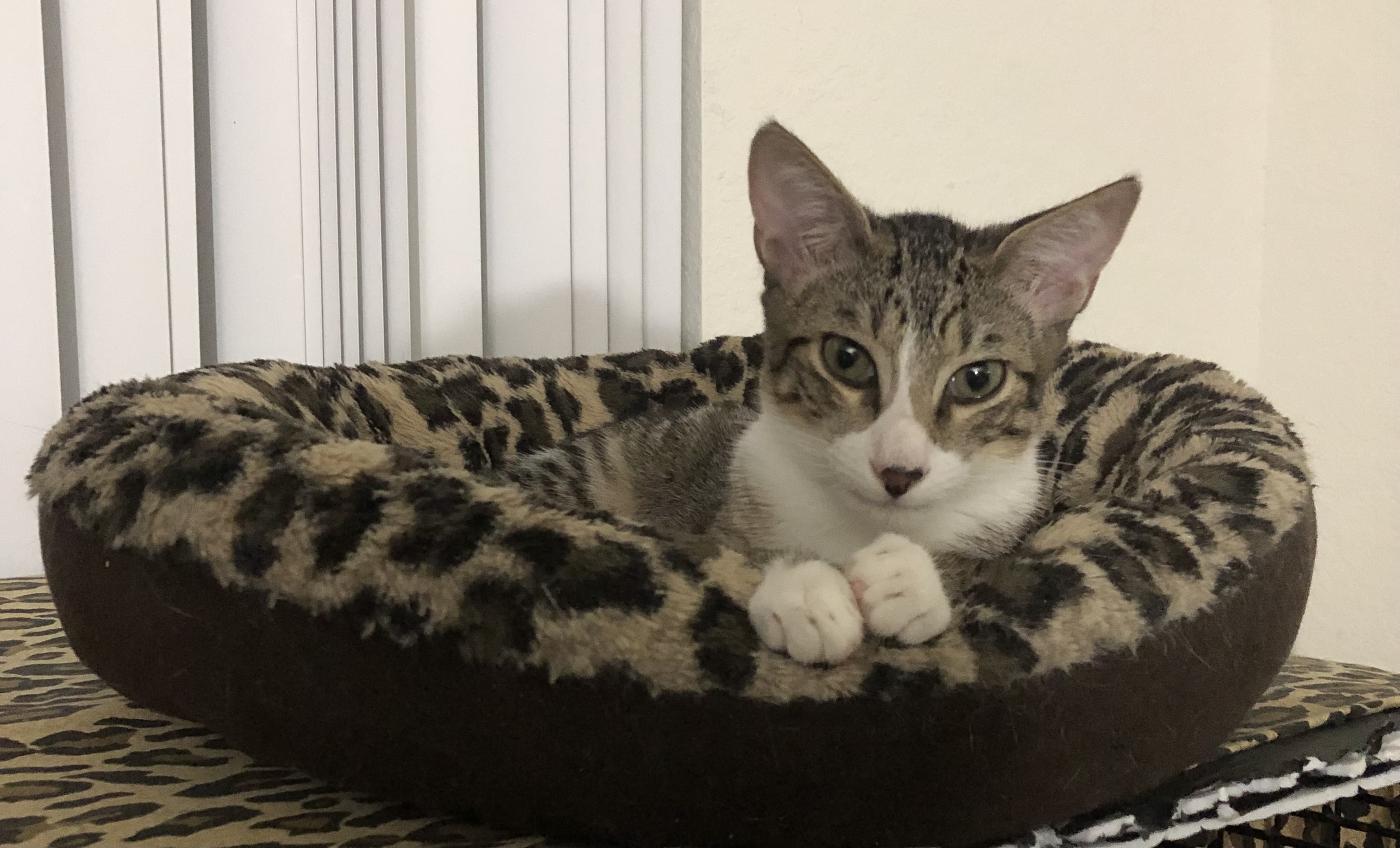 Enlarge Bambi, a Adopted Domestic Short Hair in Lantana, FL image 4/6