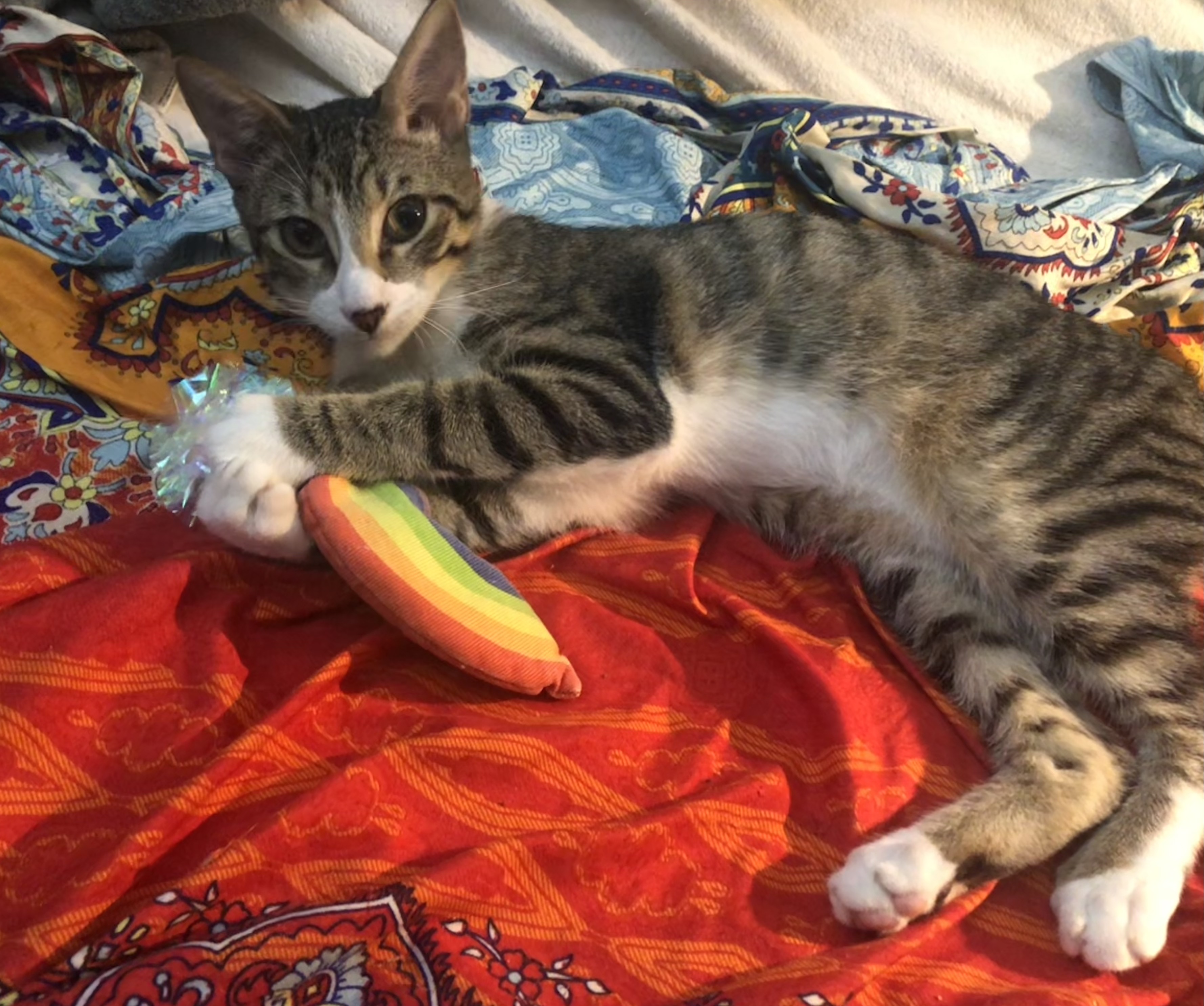 Enlarge Bambi, a Adopted Domestic Short Hair in Lantana, FL image 6/6