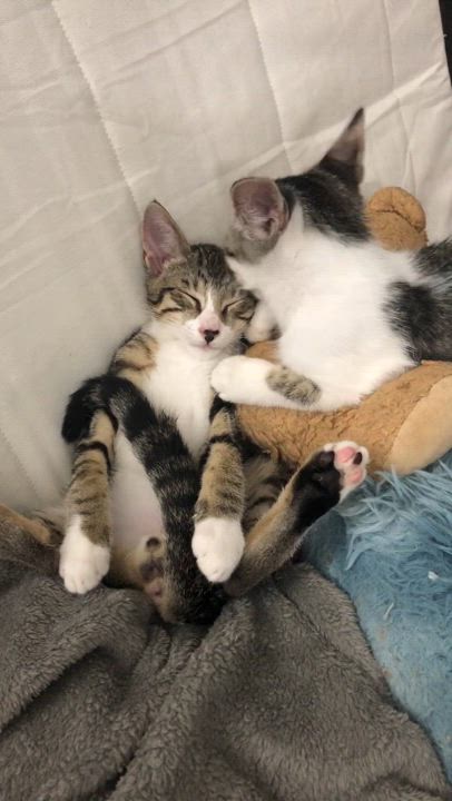 Enlarge Bambi, a Adopted Domestic Short Hair in Lantana, FL video 2/6