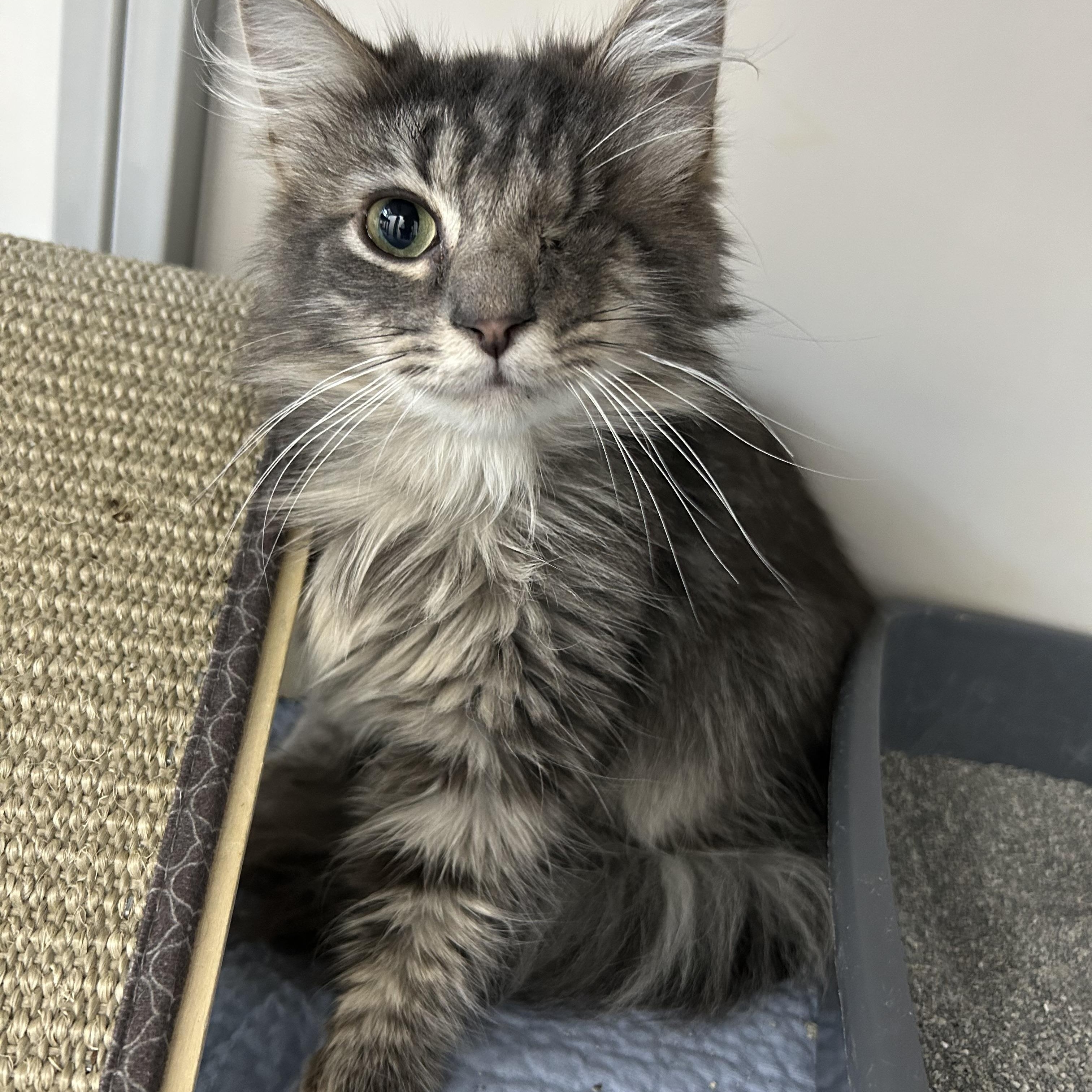 Enlarge Wilbur, a ADOPTABLE Domestic Medium Hair in White Oak, PA image 2/3