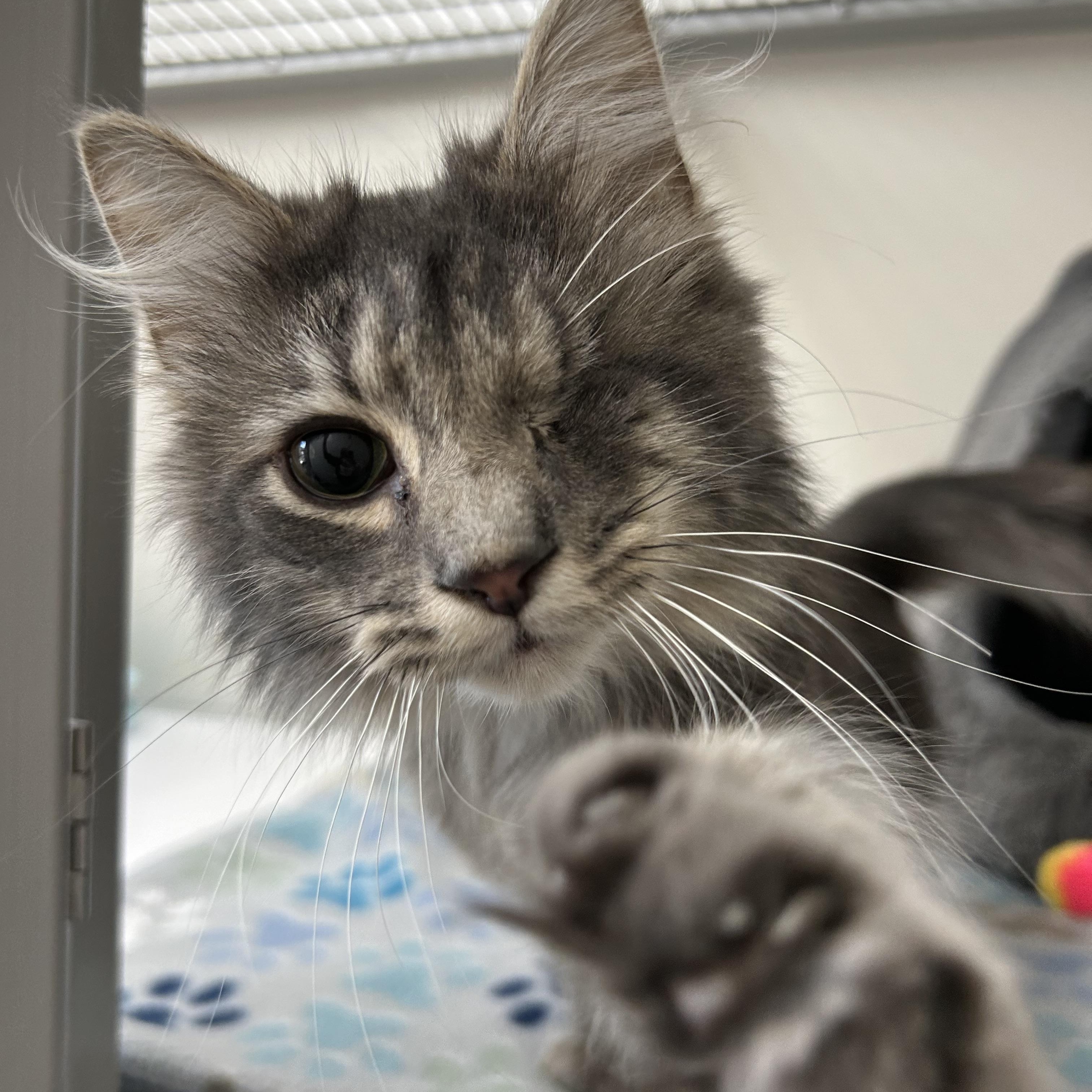 Enlarge Wilbur, a ADOPTABLE Domestic Medium Hair in White Oak, PA image 3/3