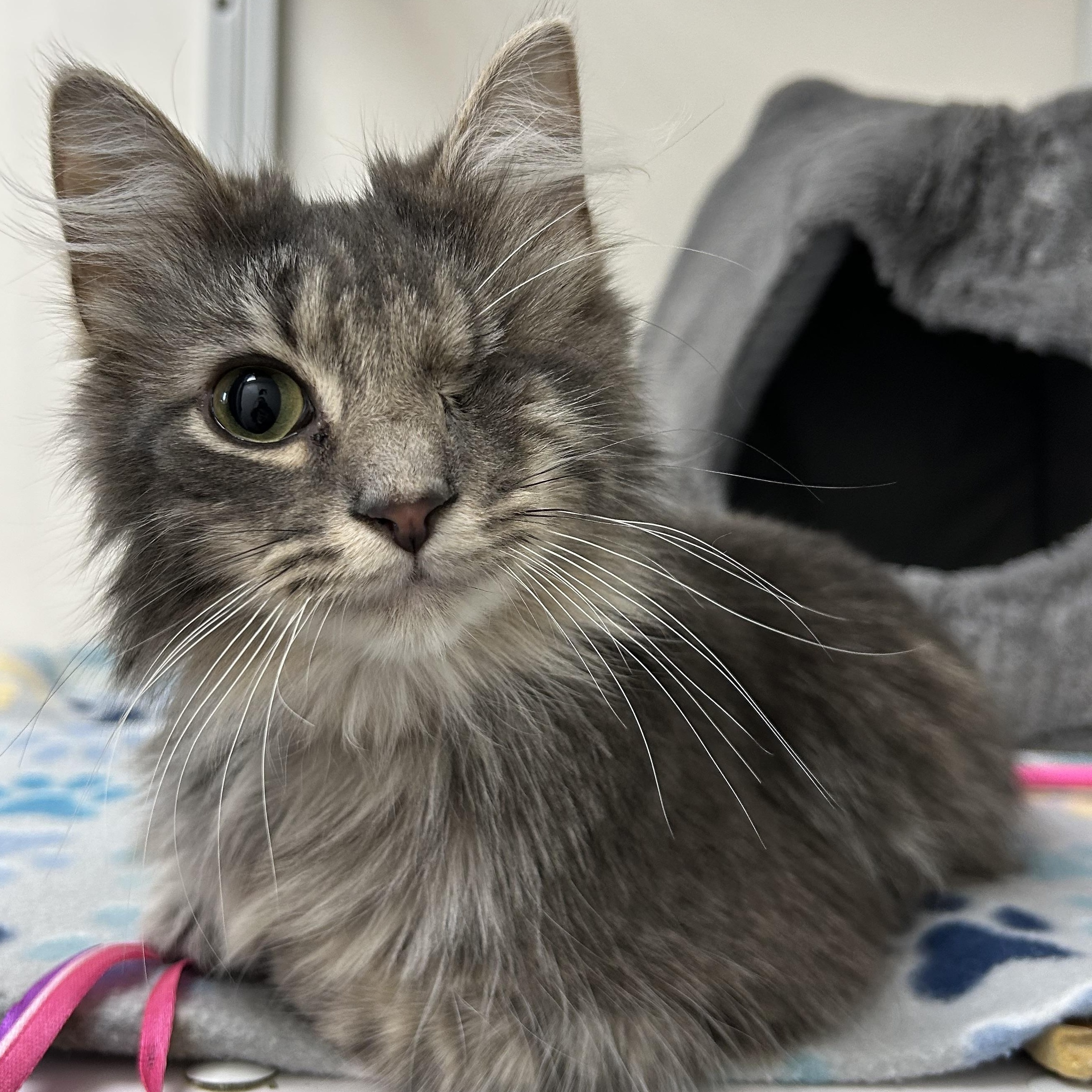 Wilbur, ADOPTABLE, Young Male Domestic Medium Hair.