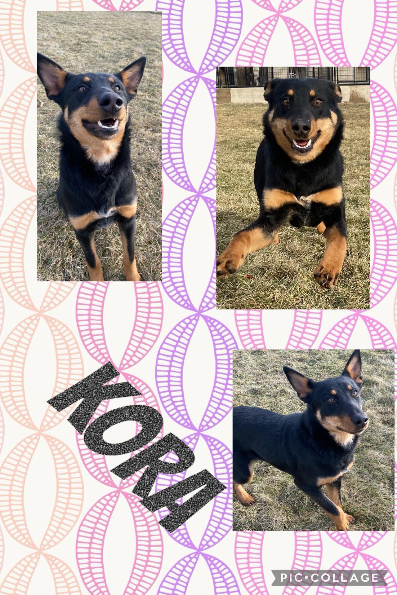 Enlarge KORA, a ADOPTABLE mixed breed in Dixon, IL image 1/1