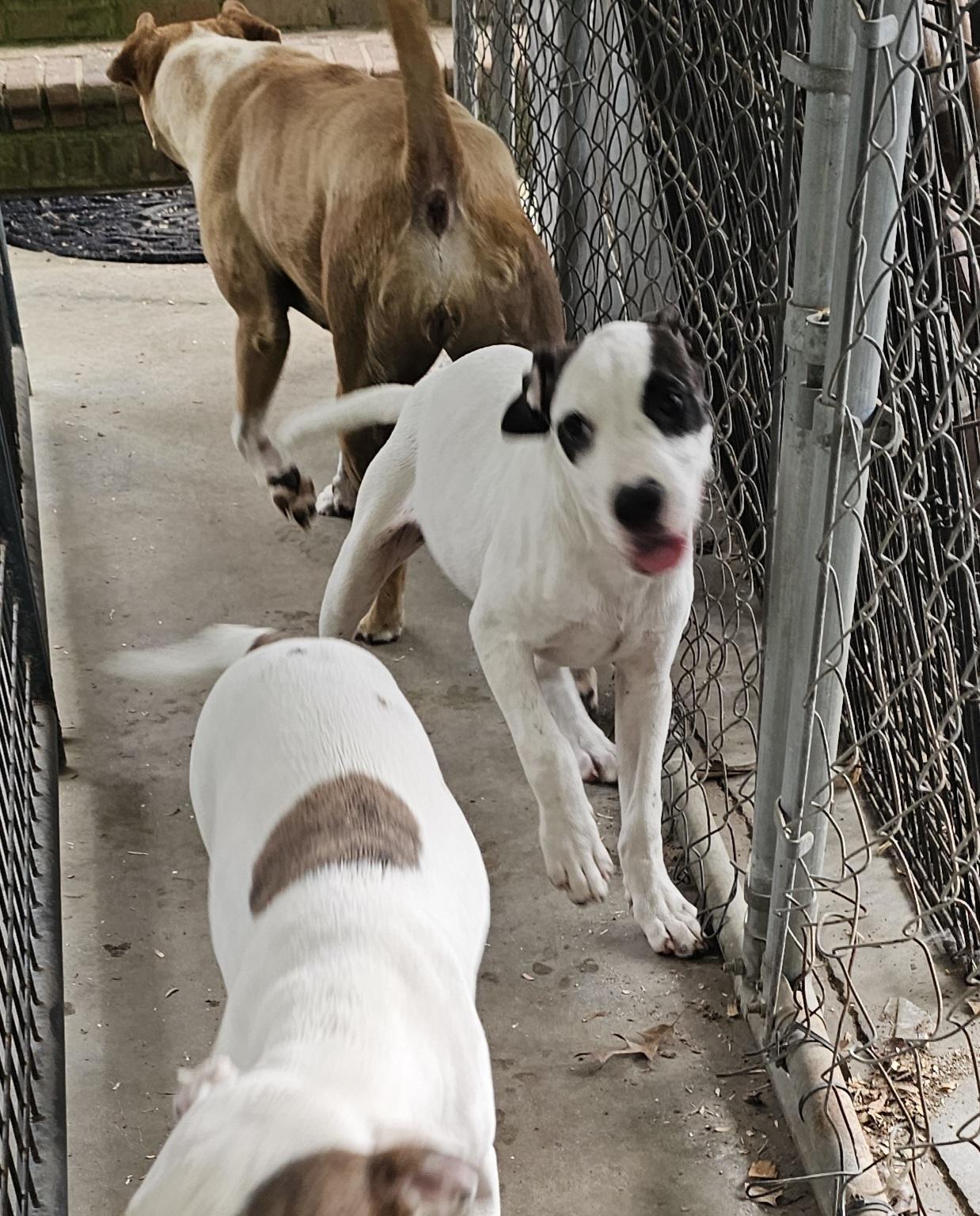 Enlarge Prada, a Adoptable mixed breed in Orangeburg, SC image 4/4