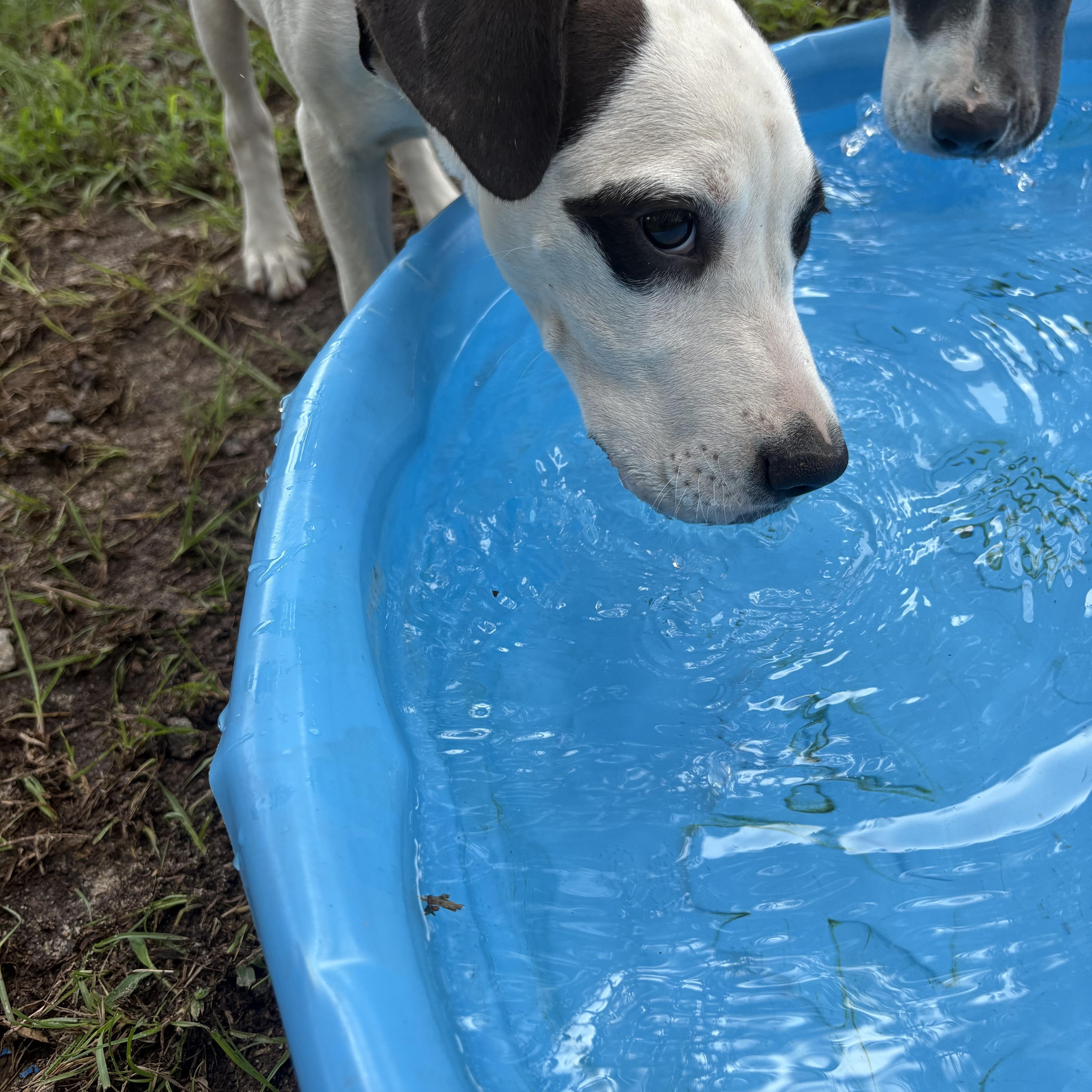 Enlarge Prada, a Adoptable mixed breed in Orangeburg, SC image 4/4