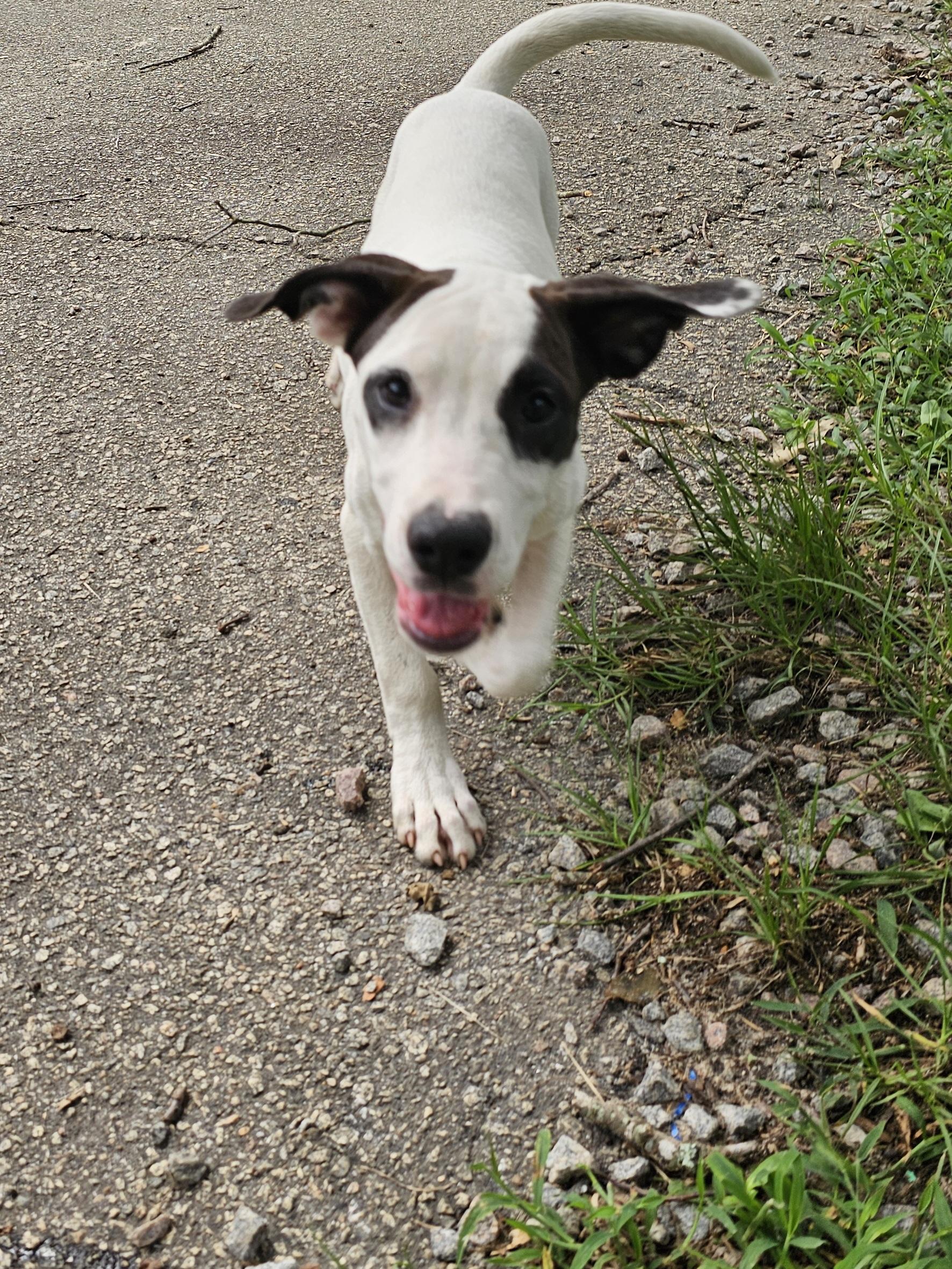 Prada, Adoptable, Young Female Boxer.