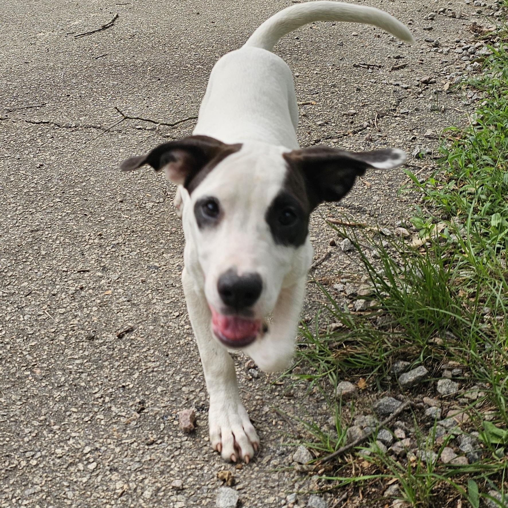 Enlarge Prada, a Adoptable mixed breed in Orangeburg, SC image 1/4