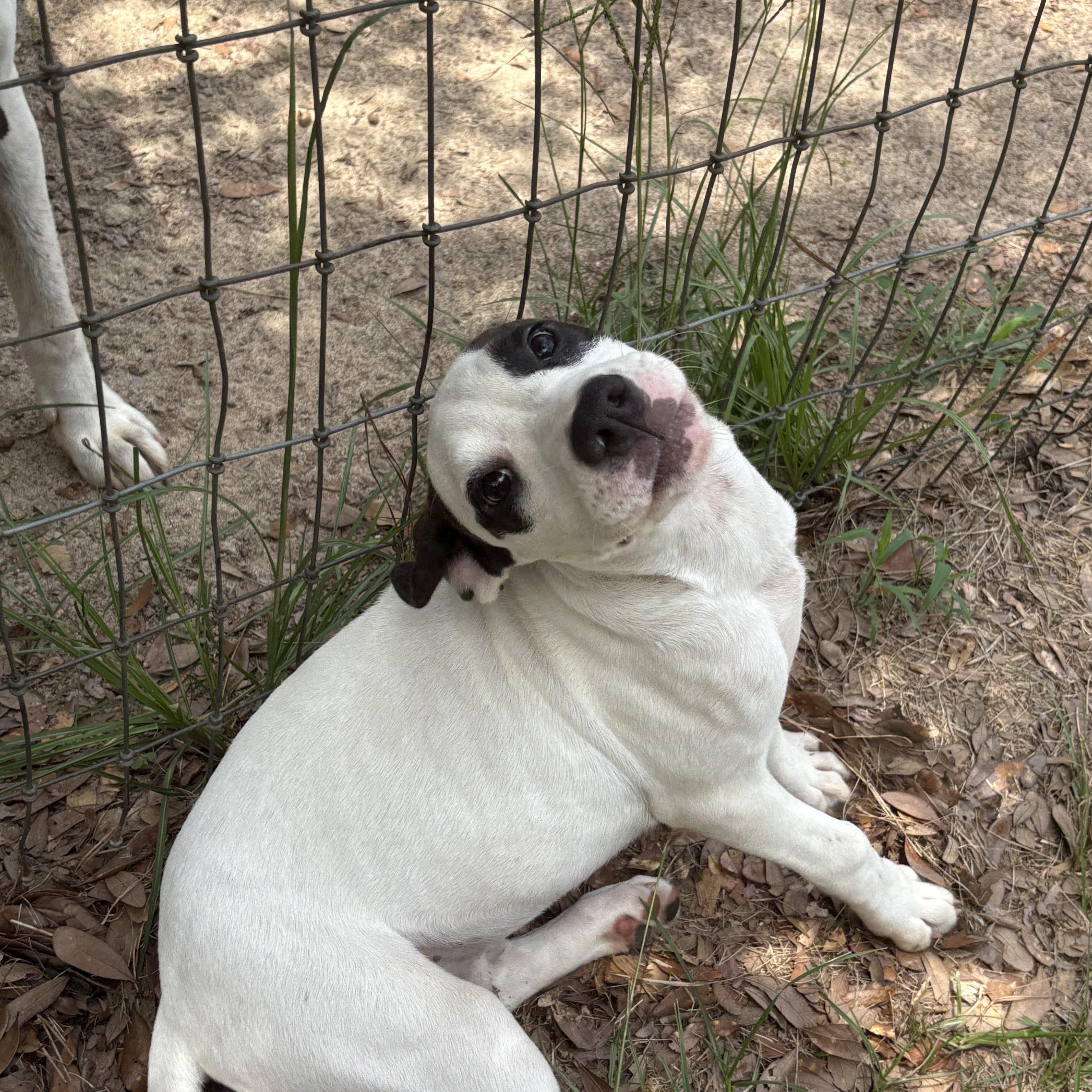 Enlarge Prada, a Adoptable mixed breed in Orangeburg, SC image 2/4