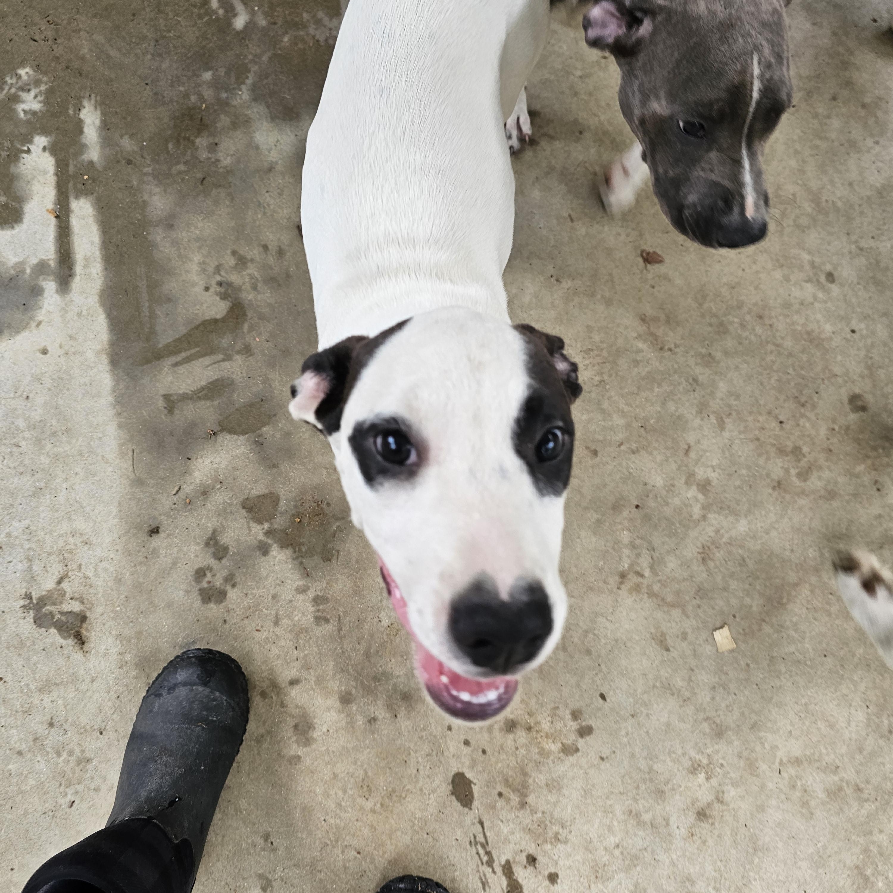 Enlarge Prada, a Adoptable mixed breed in Orangeburg, SC image 2/4