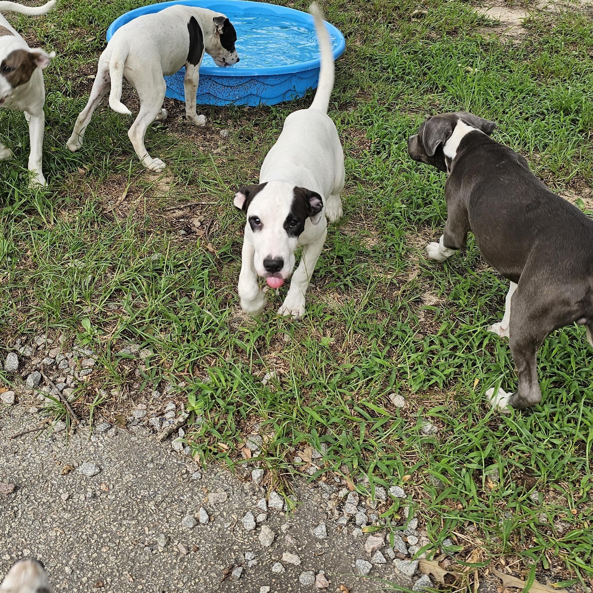 Enlarge Prada, a Adoptable mixed breed in Orangeburg, SC image 3/4