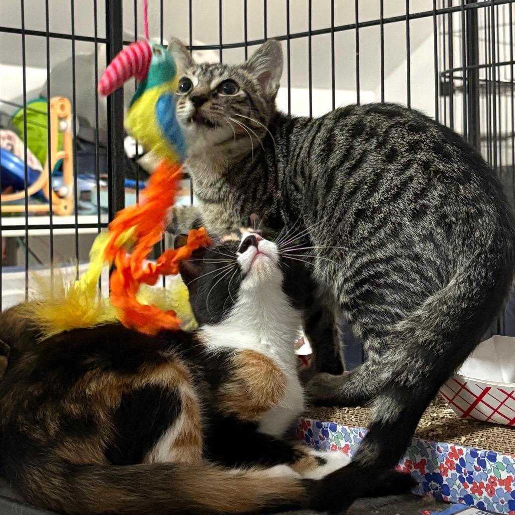 Tanner, Adoptable, Young Male Domestic Short Hair.