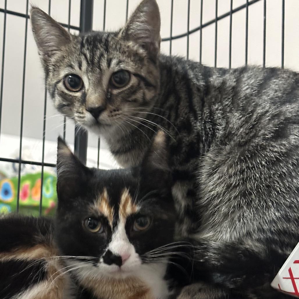 Enlarge Tanner, a Adoptable Domestic Short Hair in Nokesville, VA image 2/6