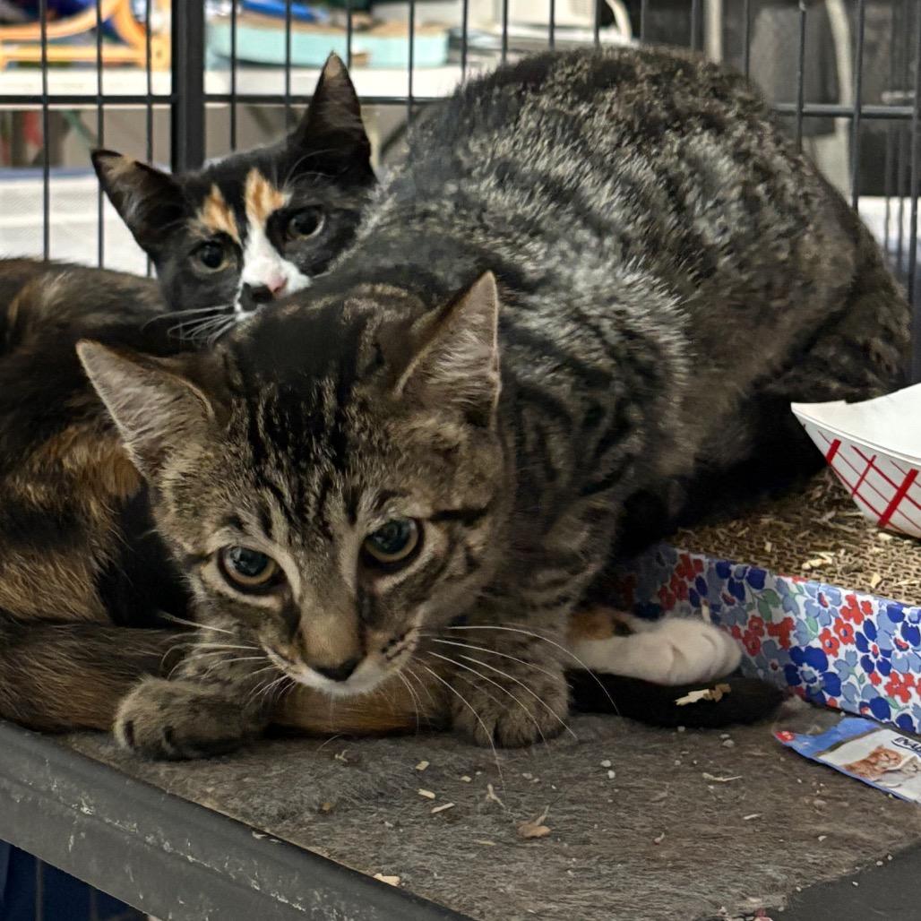 Enlarge Tanner, a Adoptable Domestic Short Hair in Nokesville, VA image 3/6