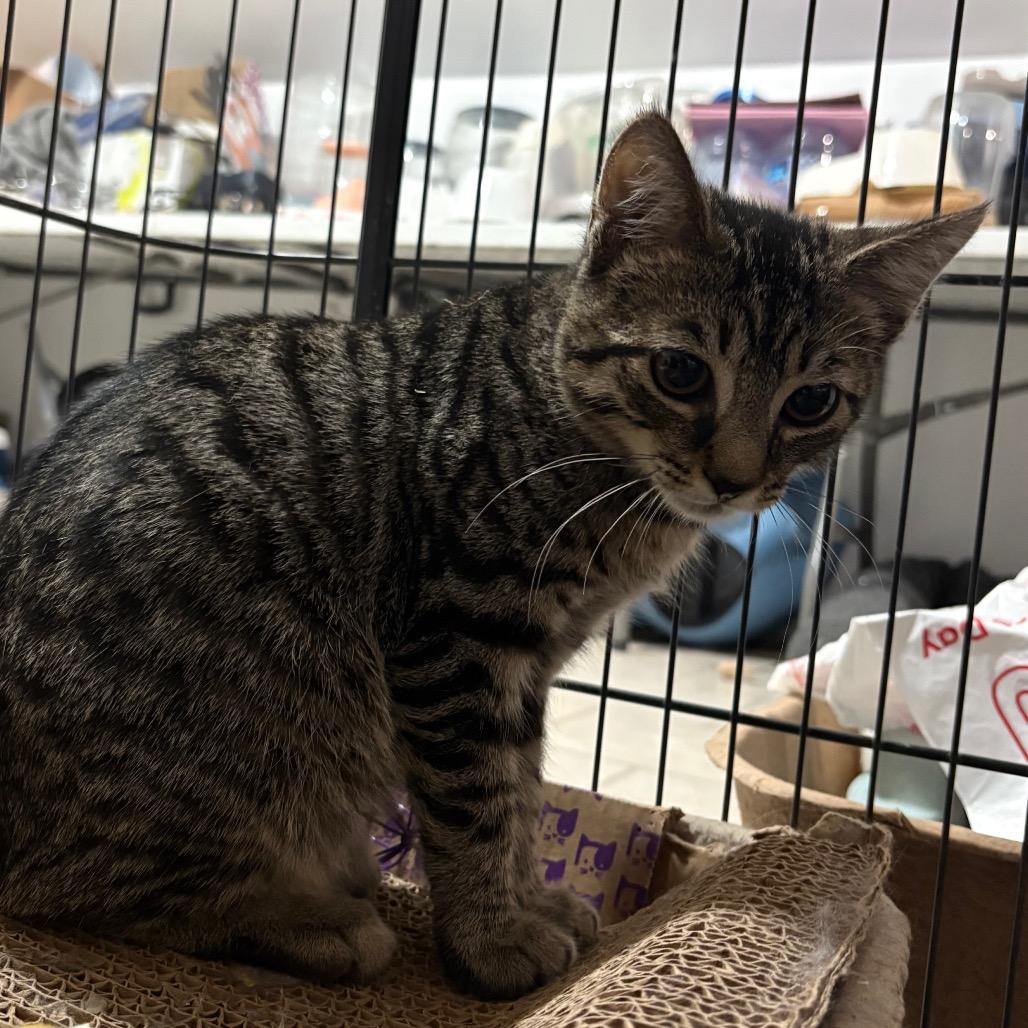 Enlarge Tanner, a Adoptable Domestic Short Hair in Nokesville, VA image 4/6