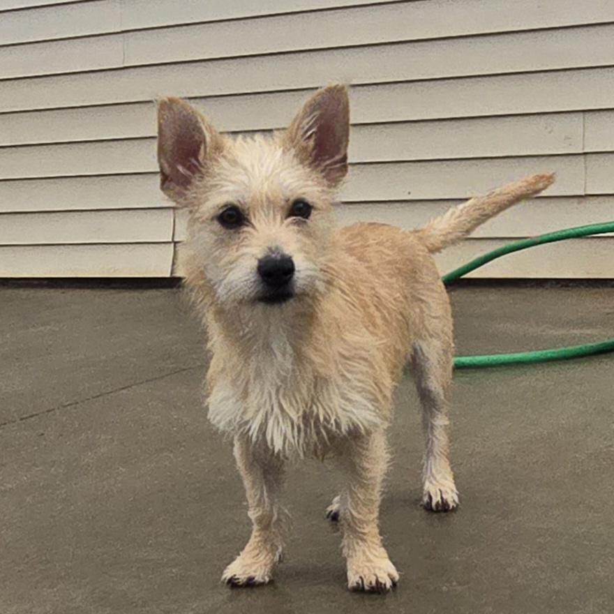 Enlarge Ella, a ADOPTABLE mixed breed in Terre Haute, IN image 6/6