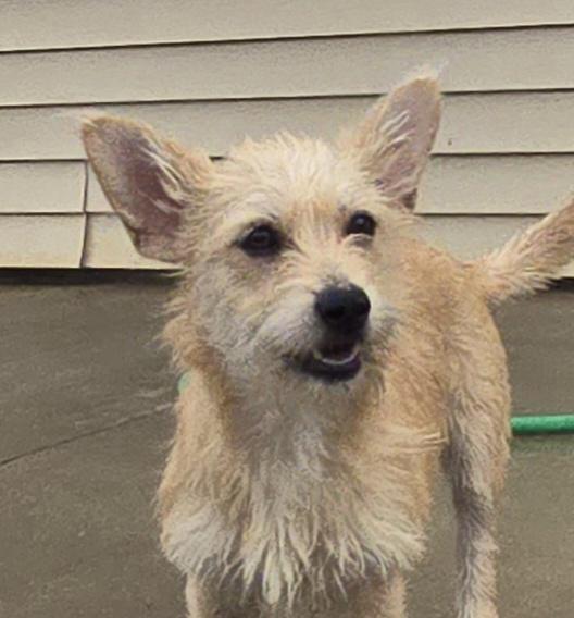 Enlarge Ella, a ADOPTABLE mixed breed in Terre Haute, IN image 1/6
