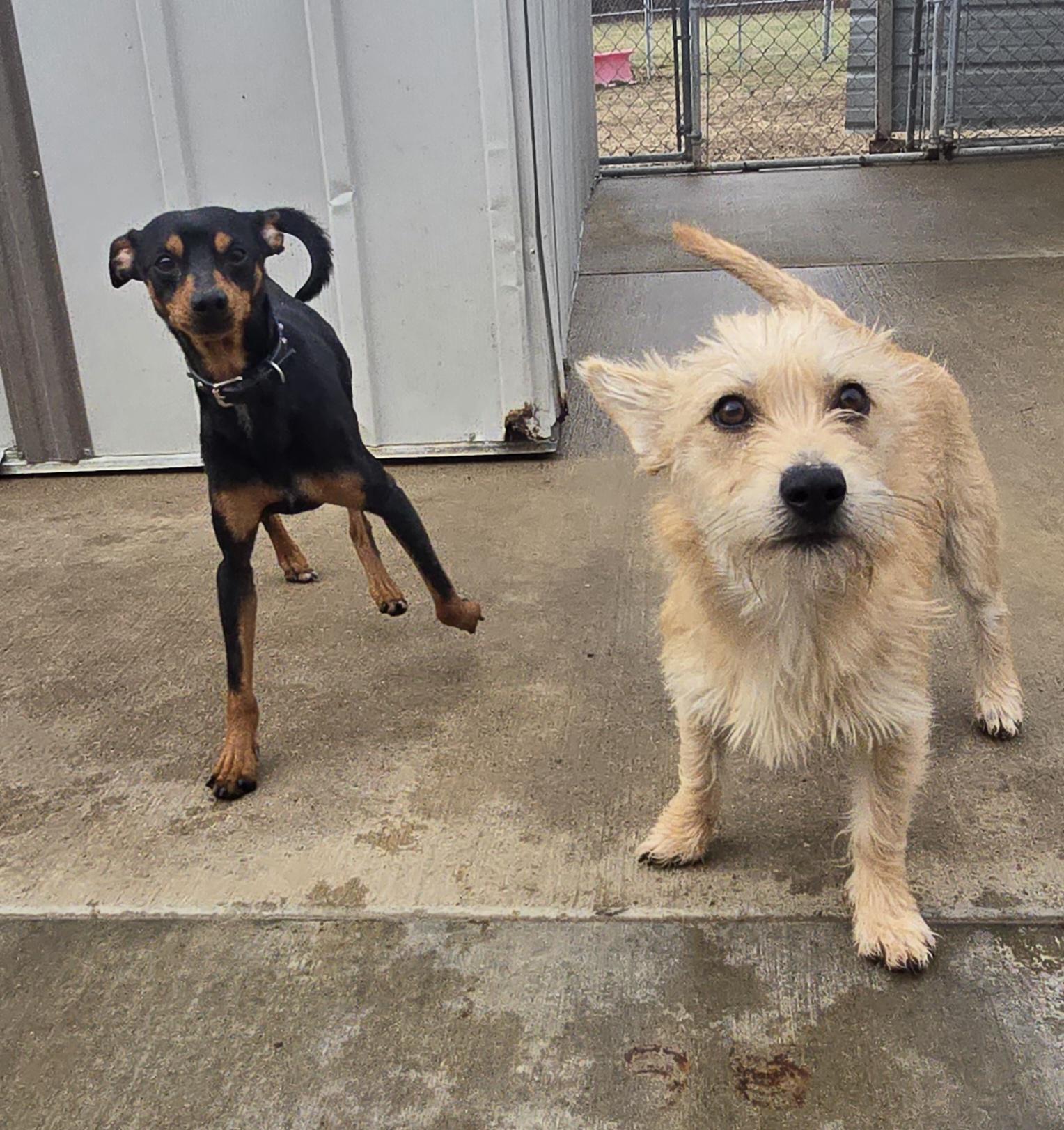 Enlarge Ella, a ADOPTABLE mixed breed in Terre Haute, IN image 5/6