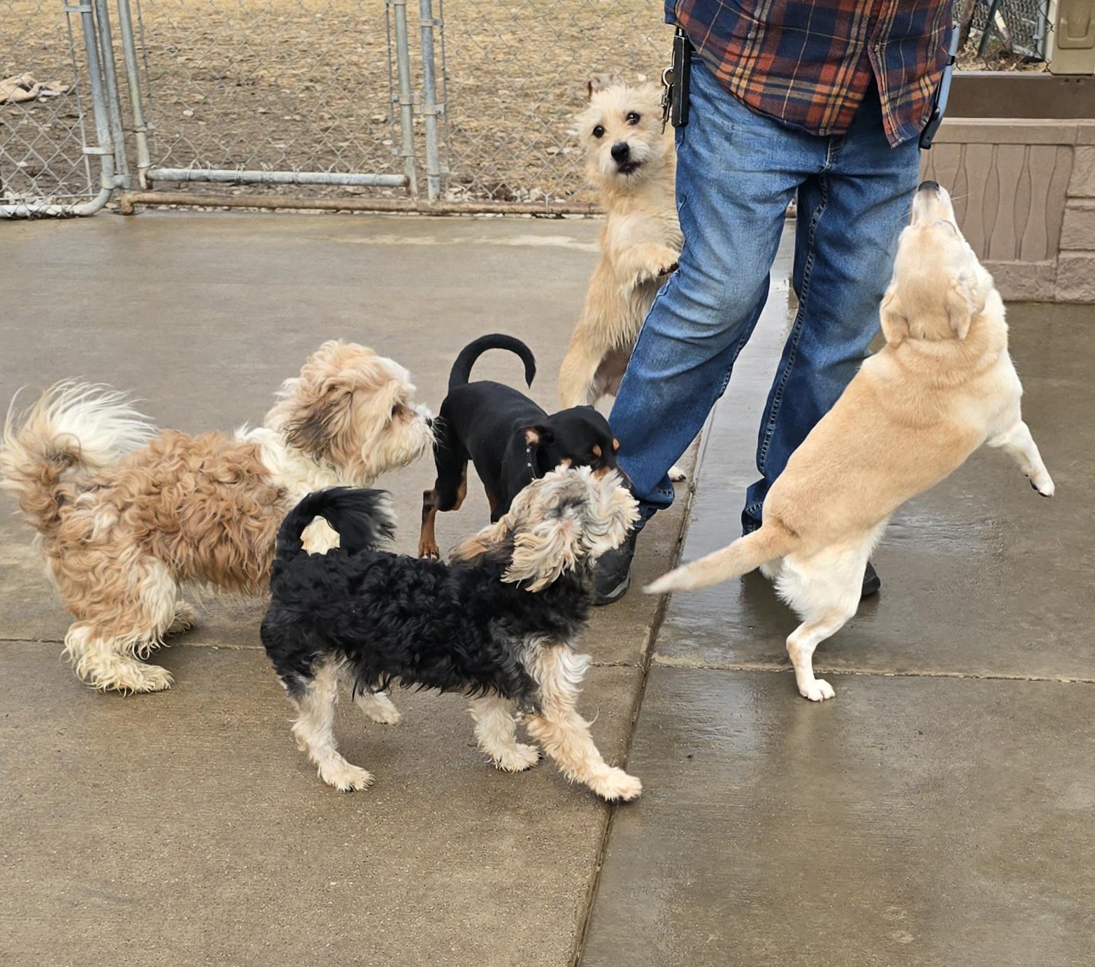 Enlarge Ella, a ADOPTABLE mixed breed in Terre Haute, IN image 4/6