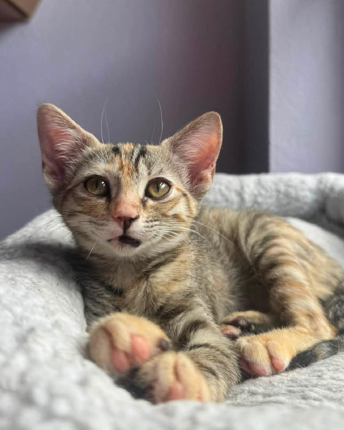 Enlarge Croissant, a Adoptable mixed breed in Frisco, TX image 3/4