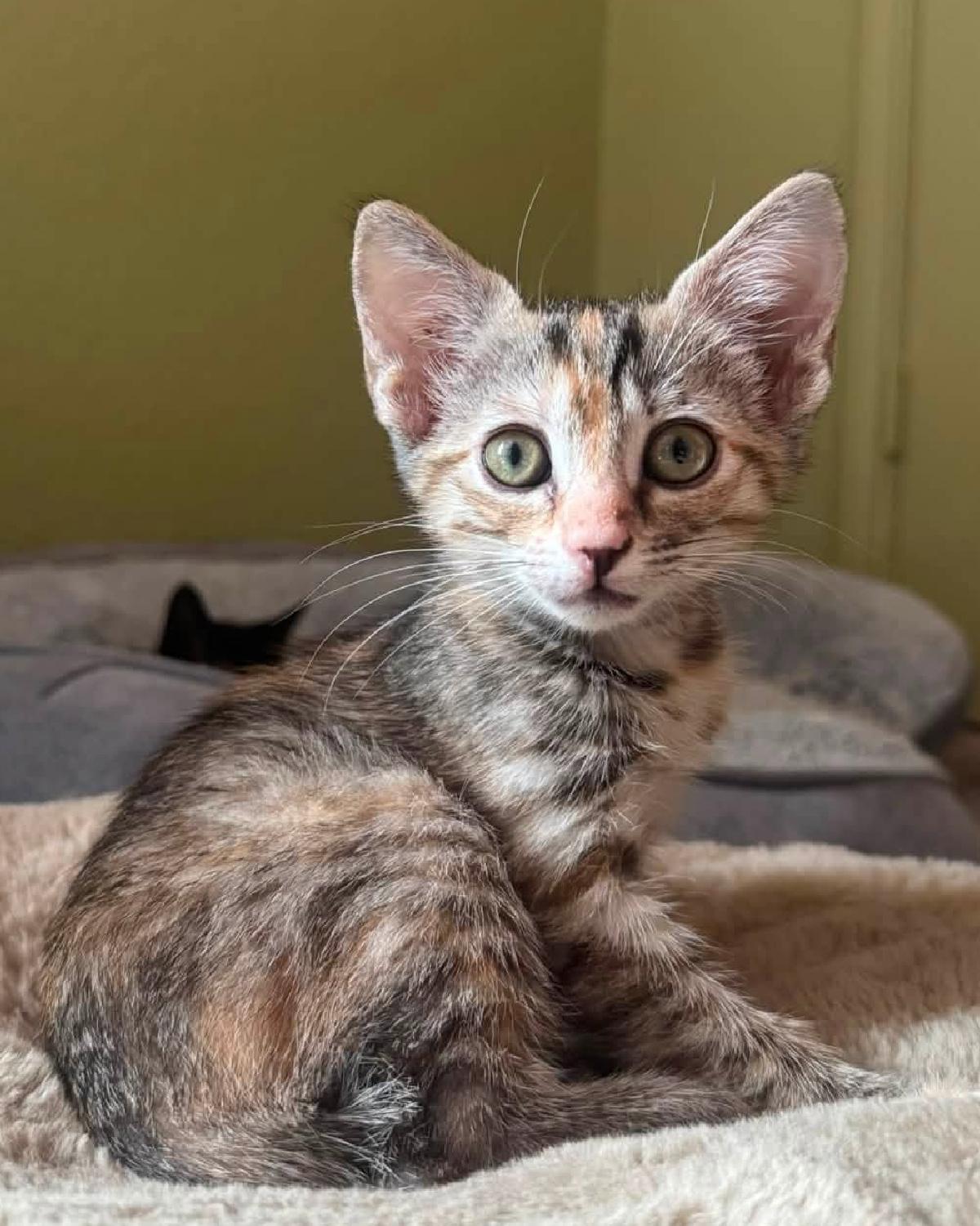 Enlarge Croissant, a Adoptable mixed breed in Frisco, TX image 1/4