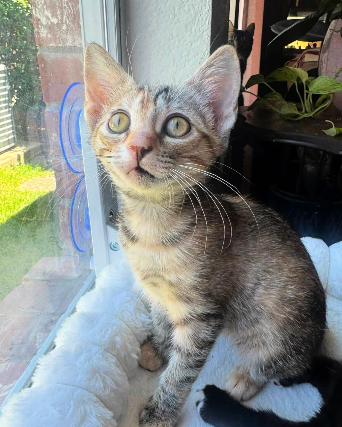 Enlarge Croissant, a Adoptable mixed breed in Frisco, TX image 2/4