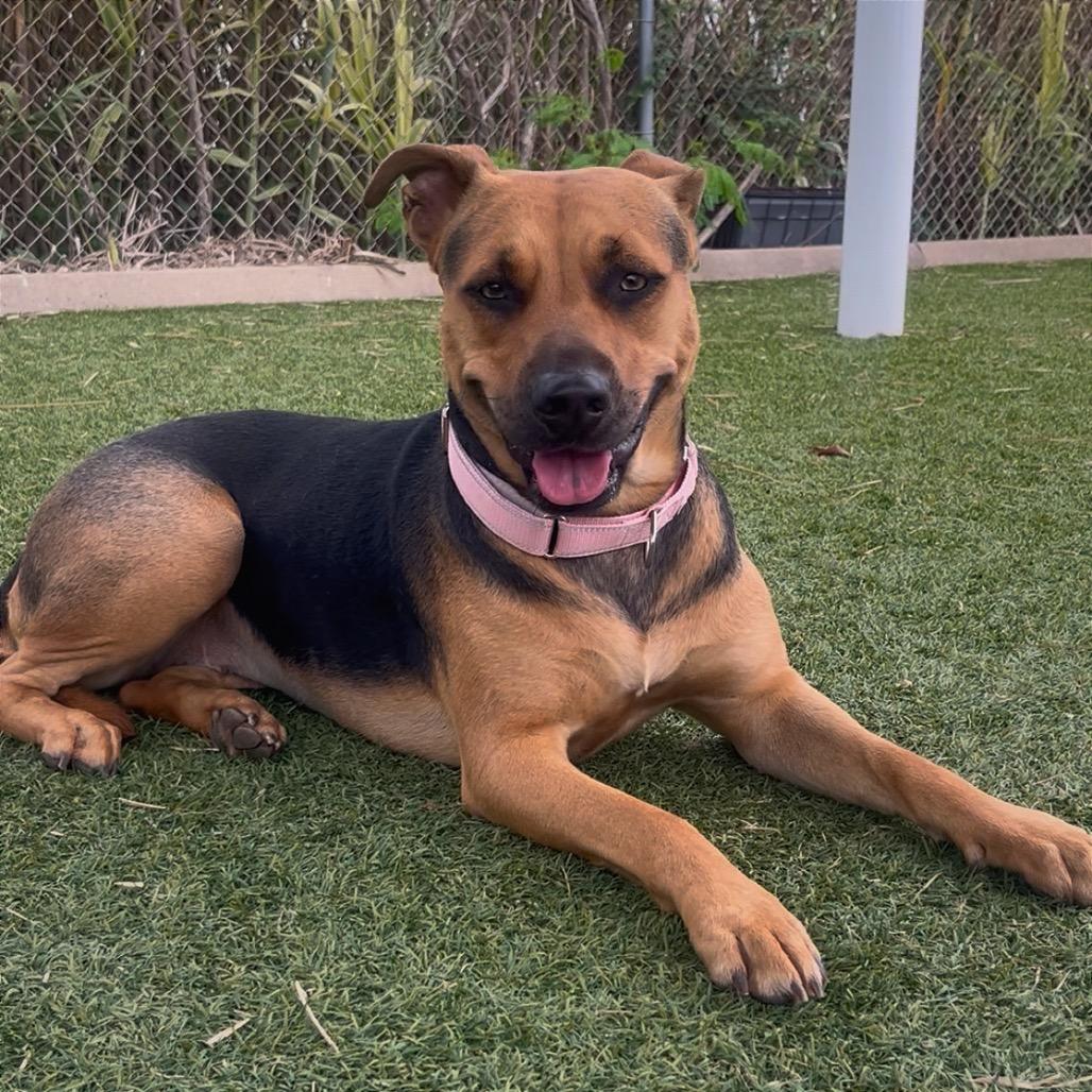 Stormy, Adoptable, Adult Female Mixed Breed.