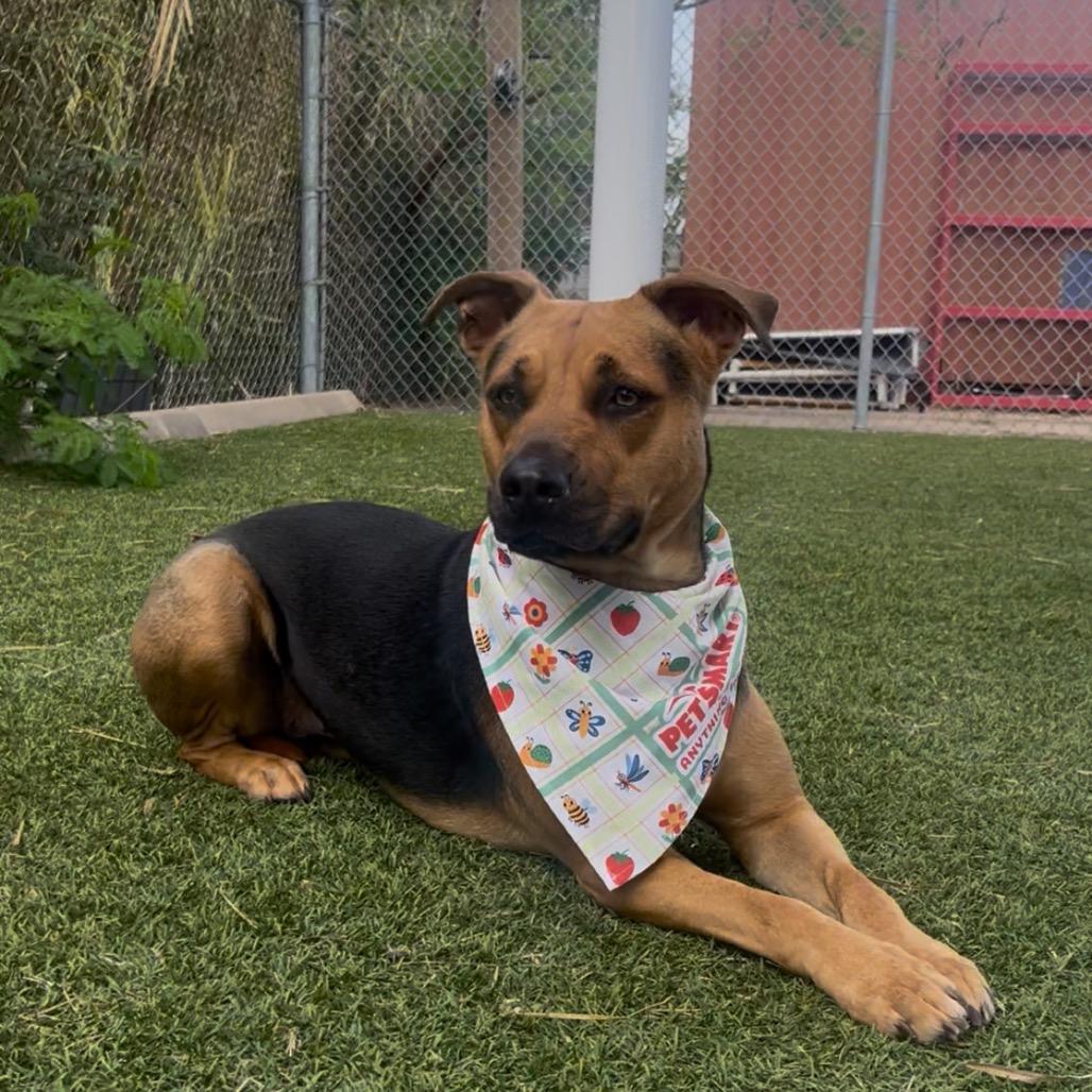 Enlarge Stormy, a Adoptable Mixed Breed in Galveston, TX image 2/6